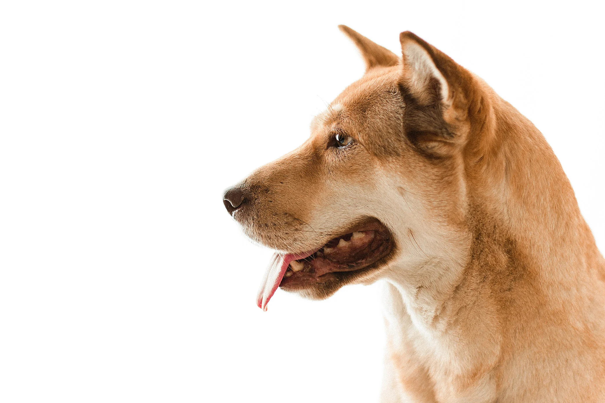 Heidi_Wildhearts01_1_1.jpg