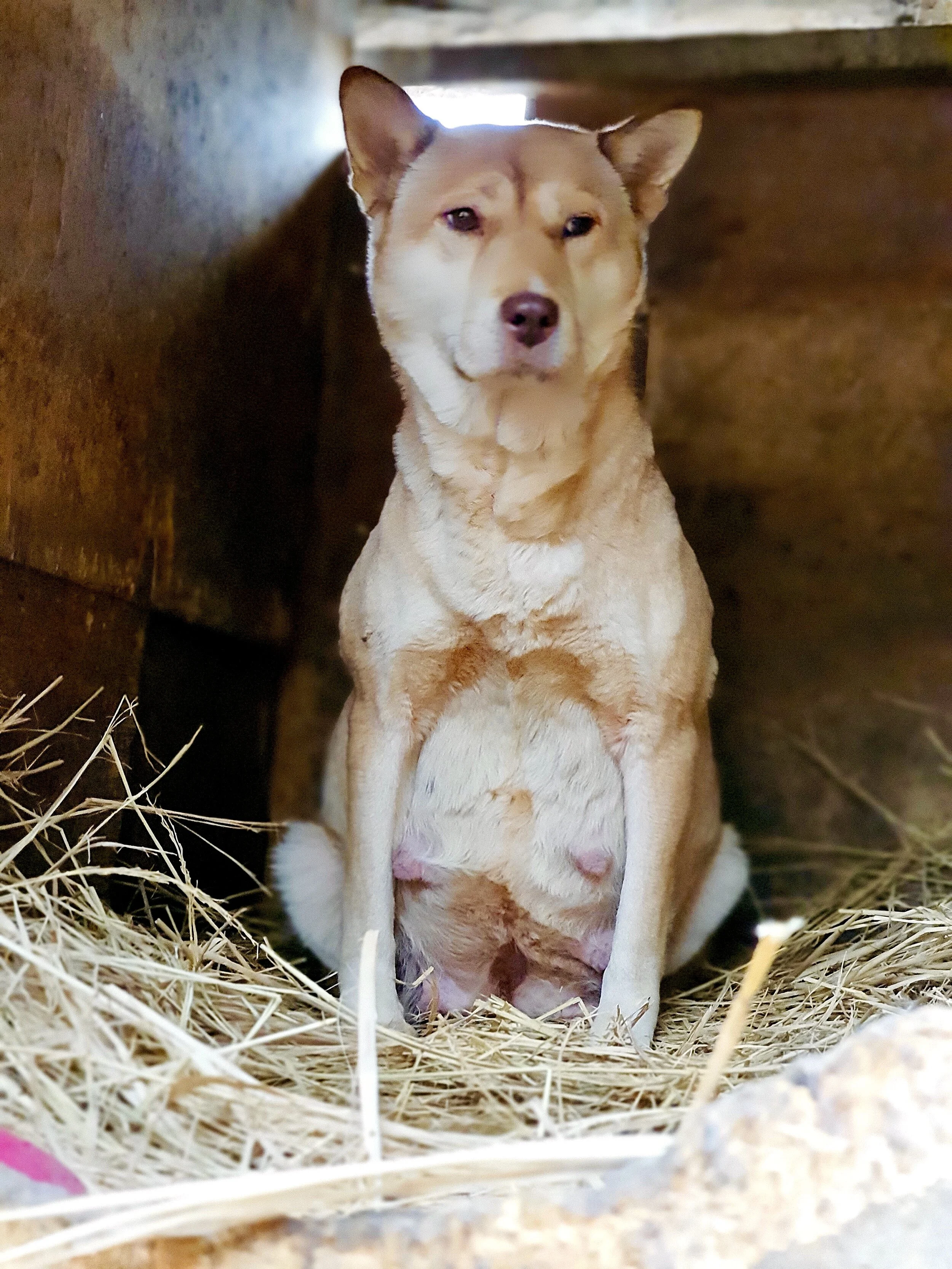Heidi_rescue.jpg