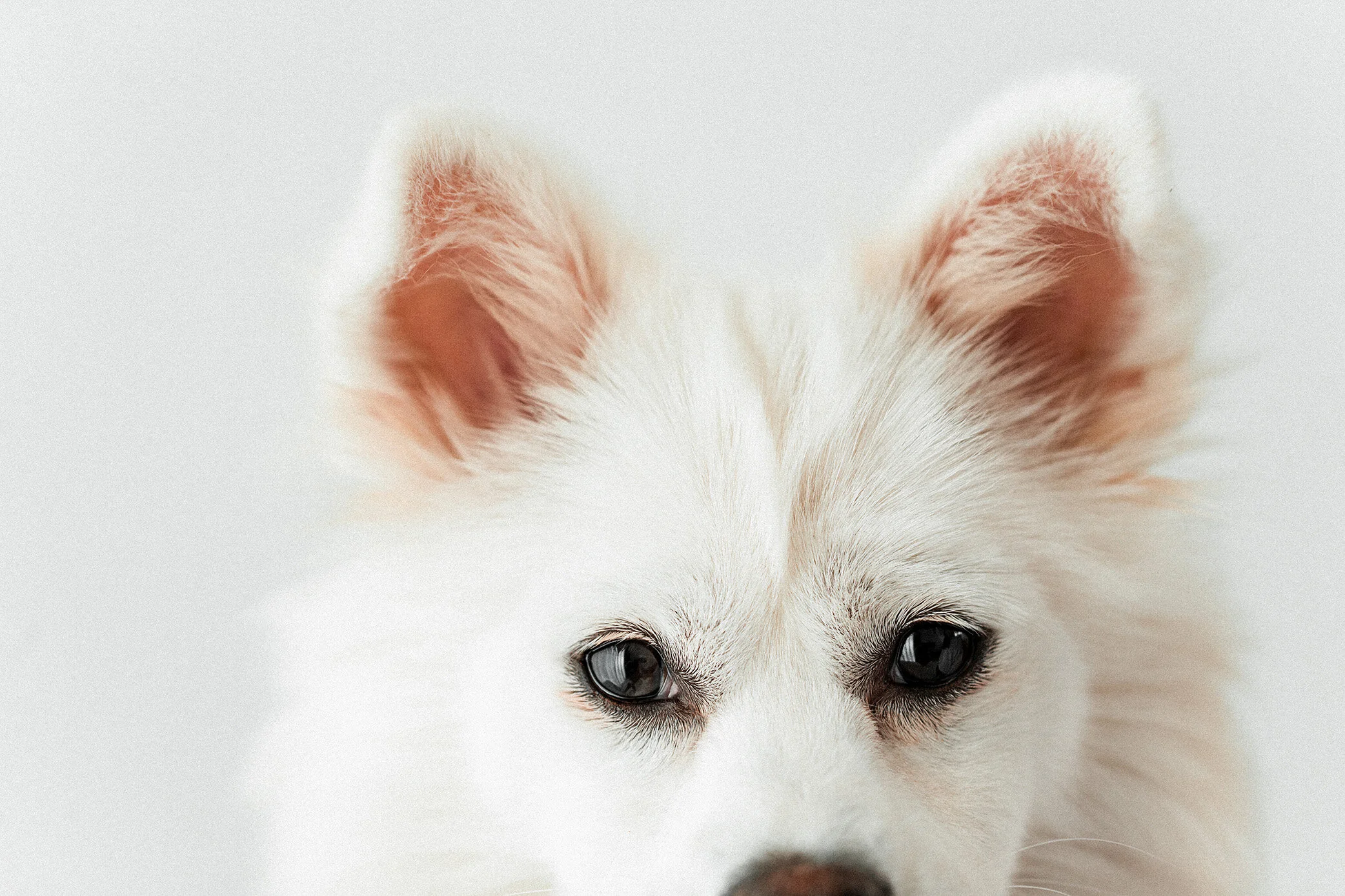 Lila_Wildhearts04.jpg