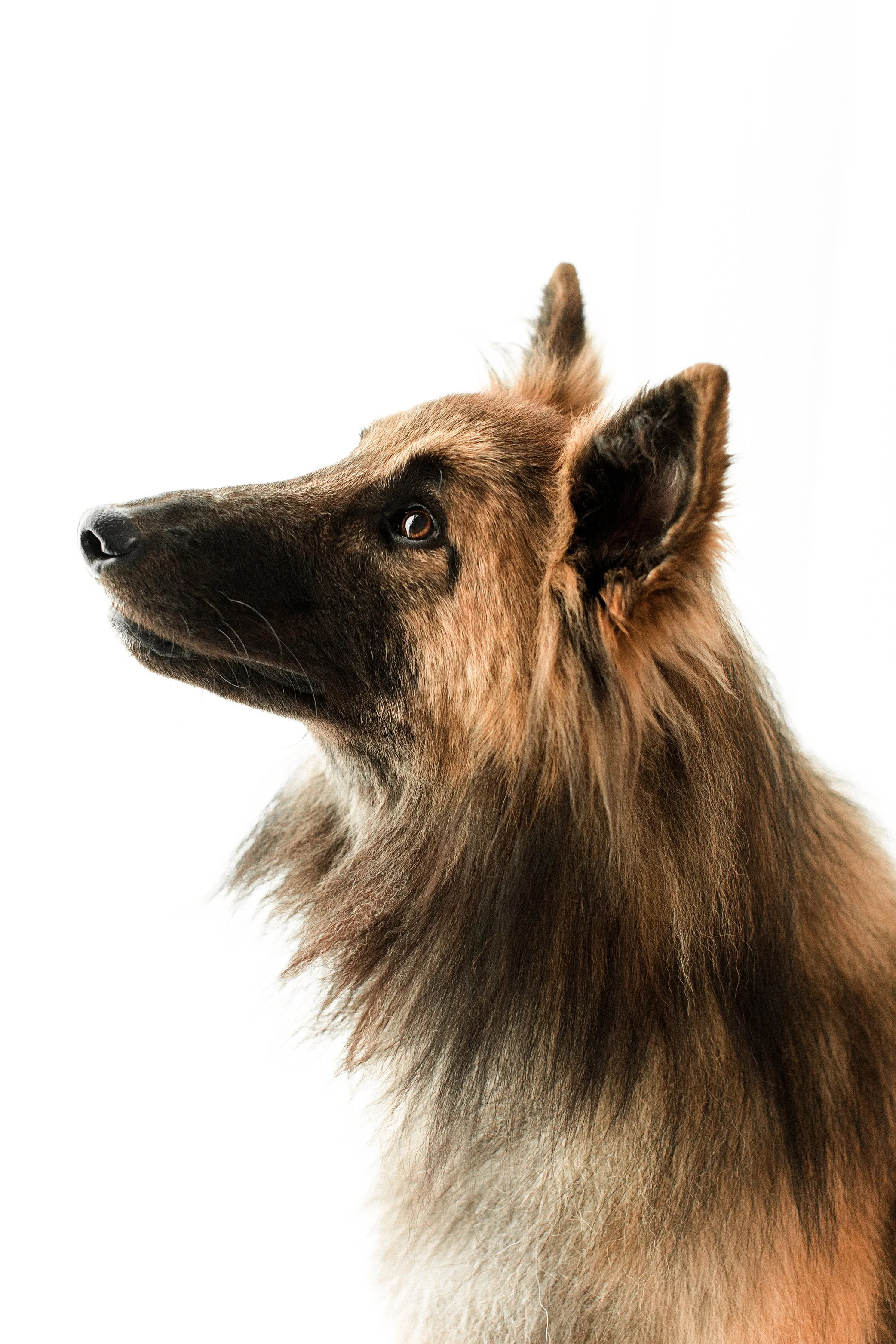 Laddie_Wildhearts01.jpg