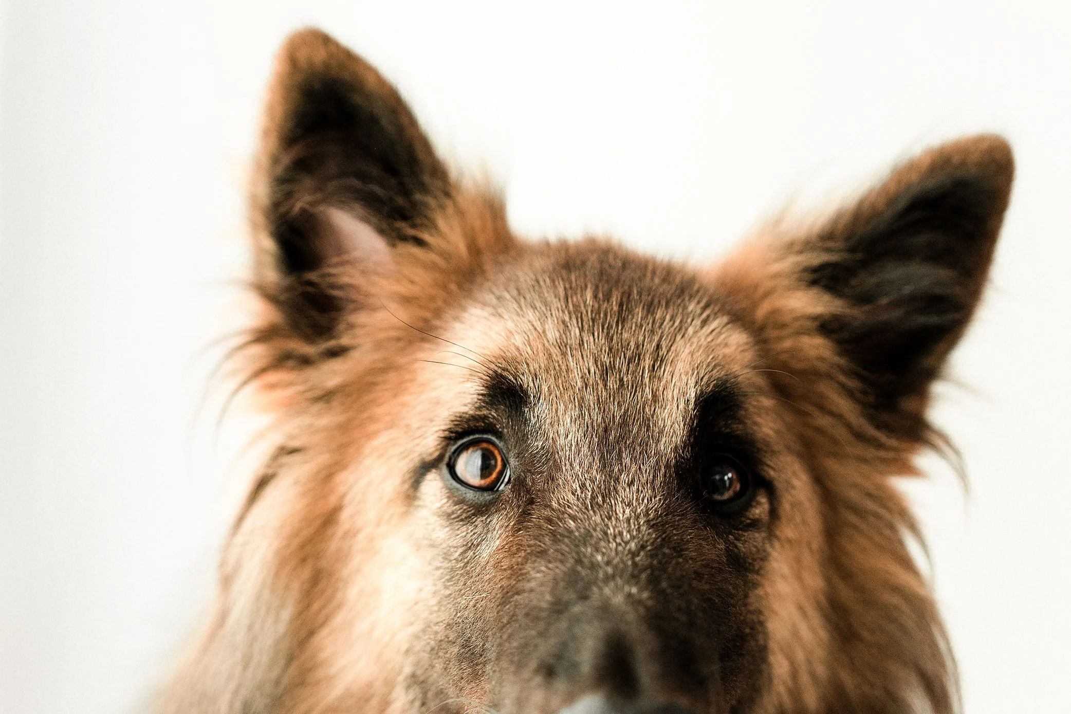 Laddie_Wildhearts10.jpg