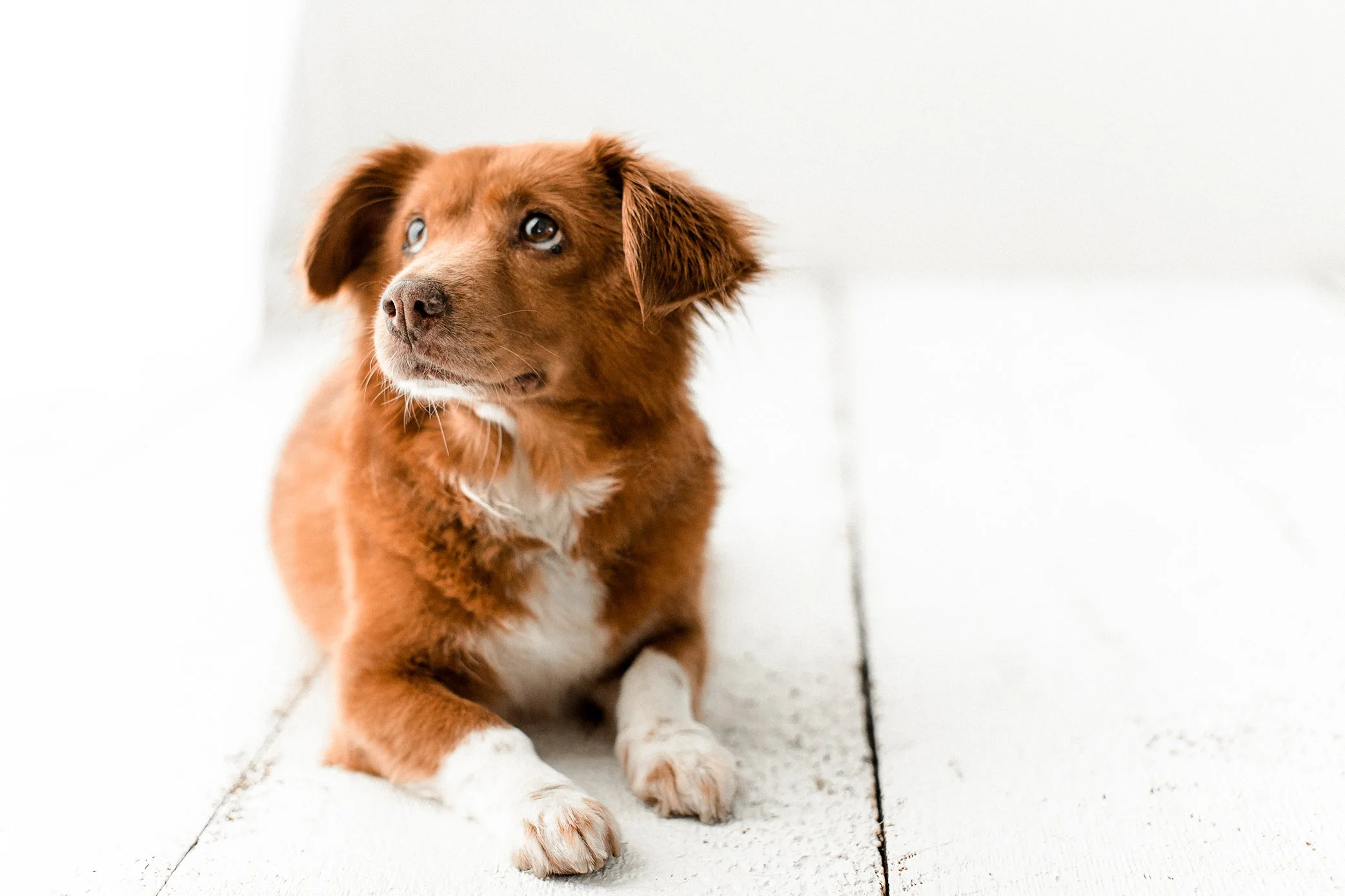 Butzy_WildheartsRescue02.jpg