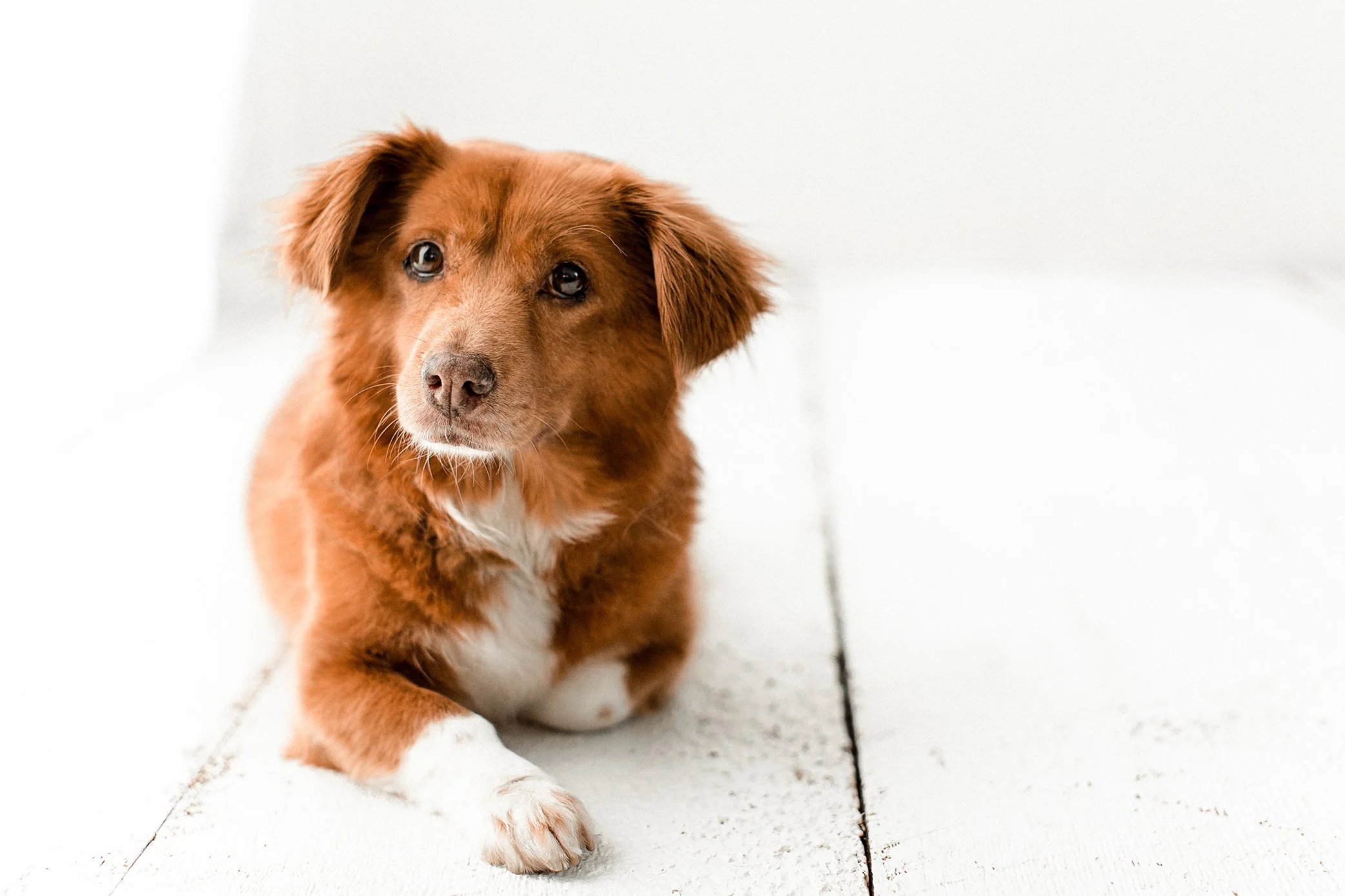 Butzy_WildheartsRescue01.jpg