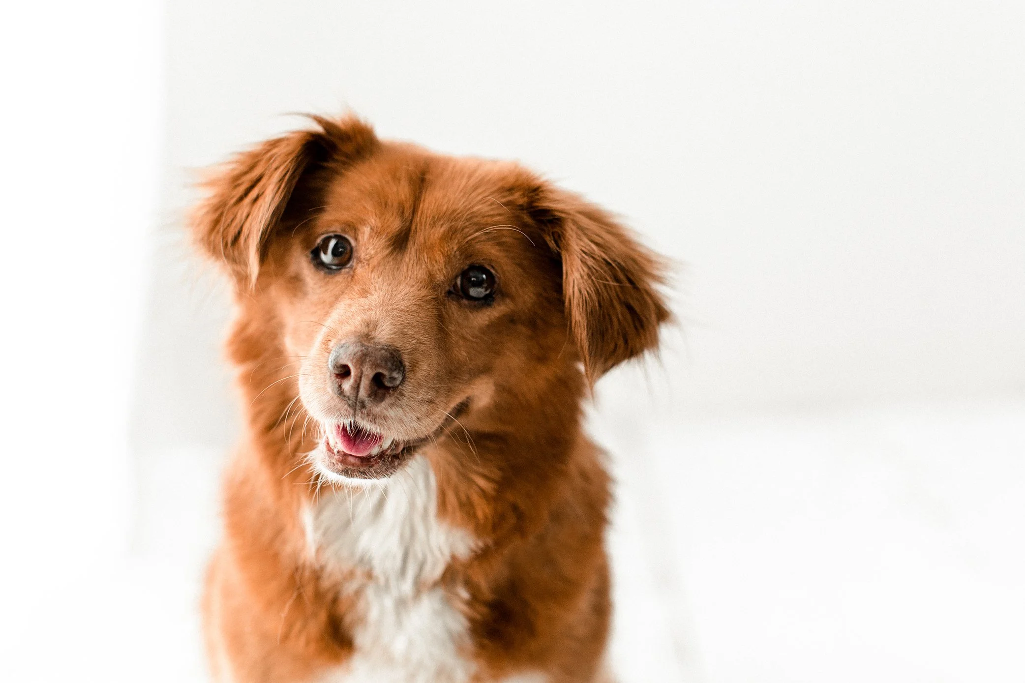 Butzy_WildheartsRescue03.jpg