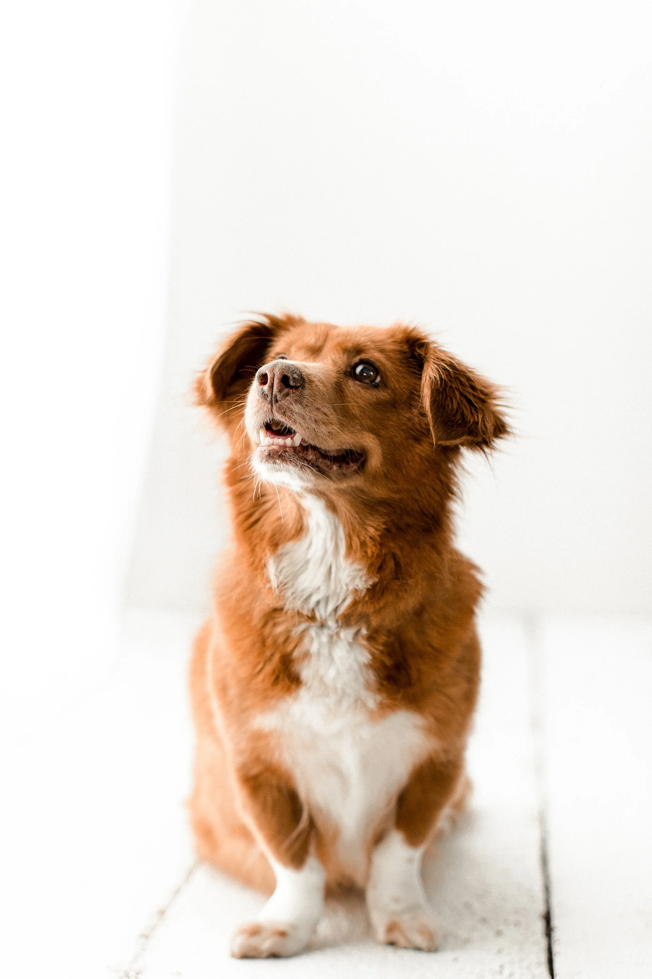 Butzy_WildheartsRescue04.jpg