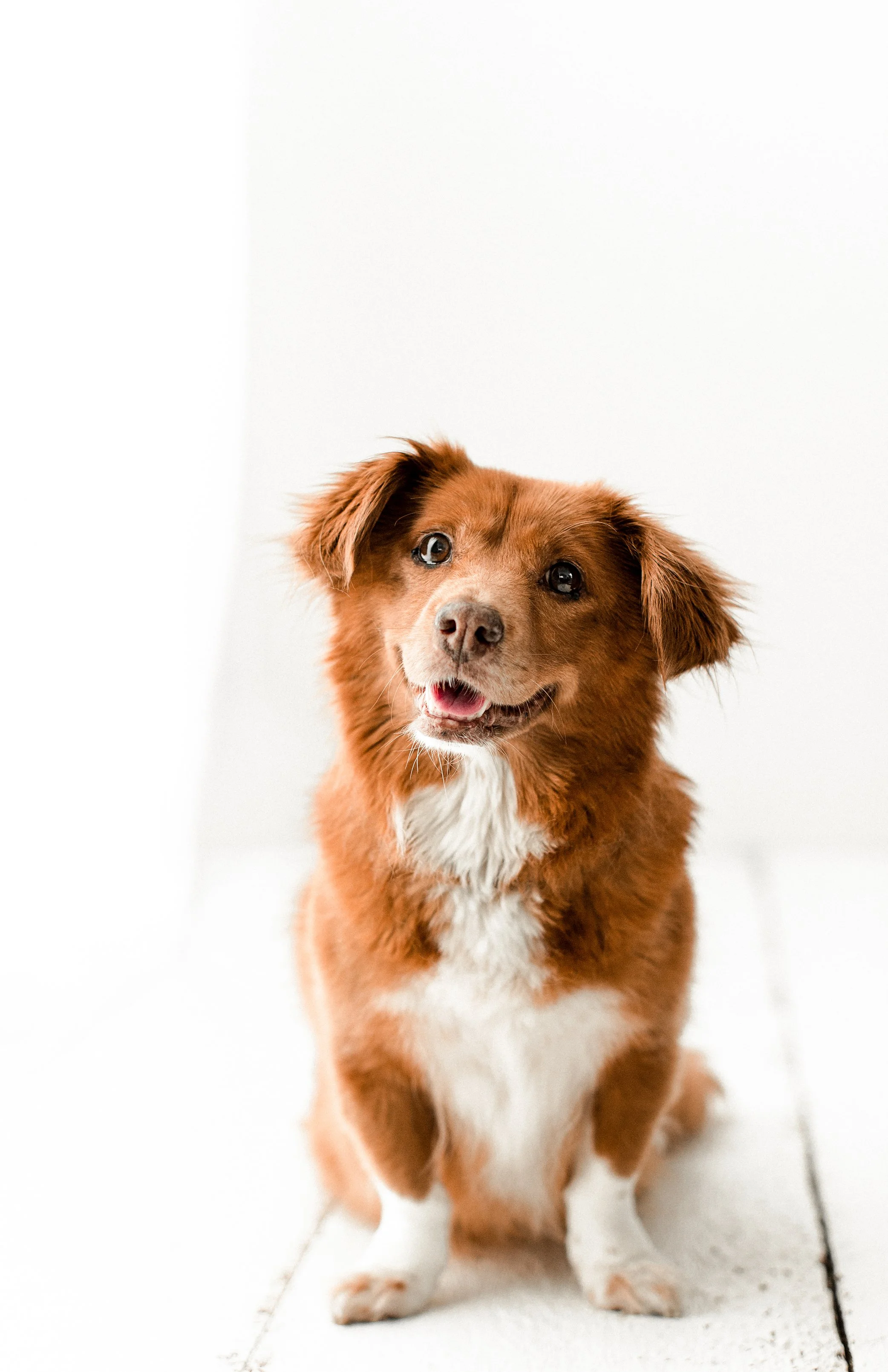 Butzy_WildheartsRescue05.jpg