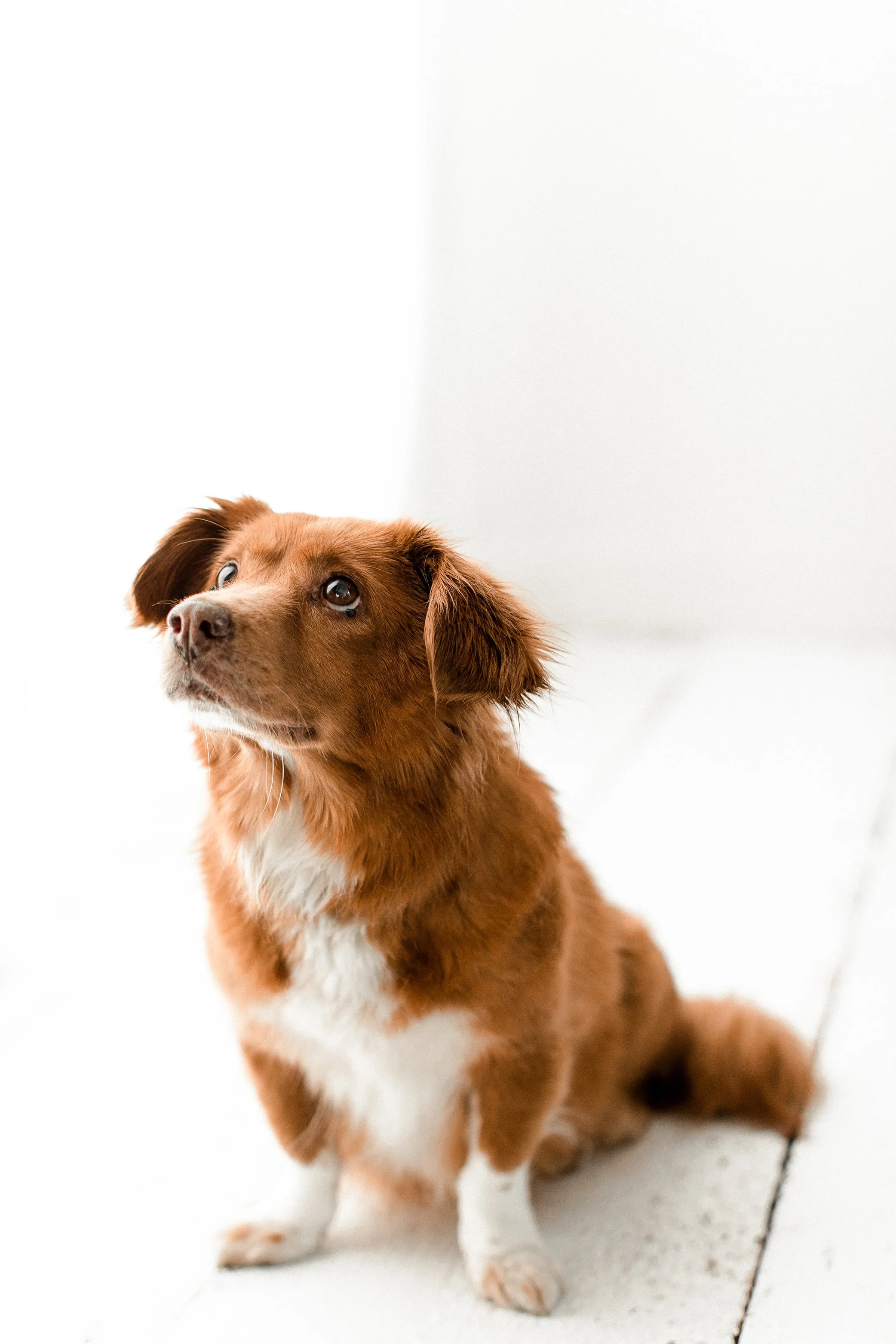 Butzy_WildheartsRescue06.jpg