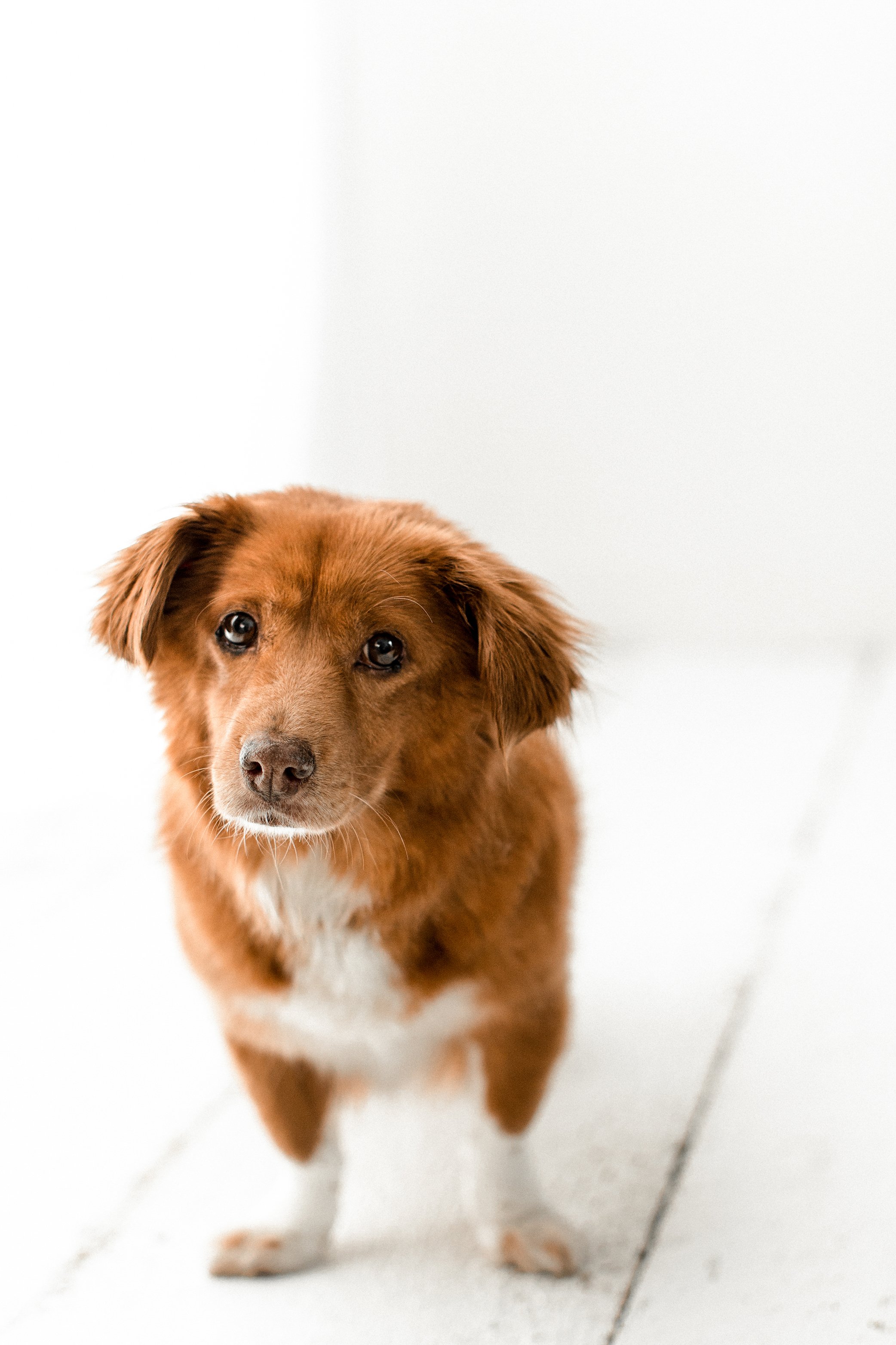 Butzy_WildheartsRescue07.jpg