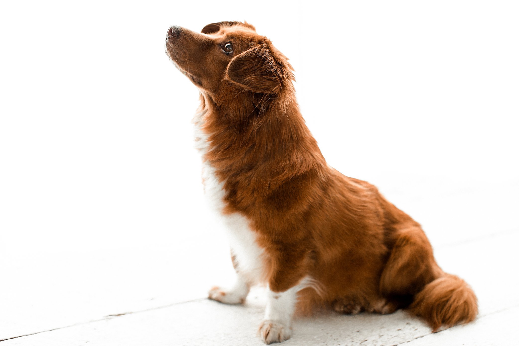 Butzy_WildheartsRescue08.jpg