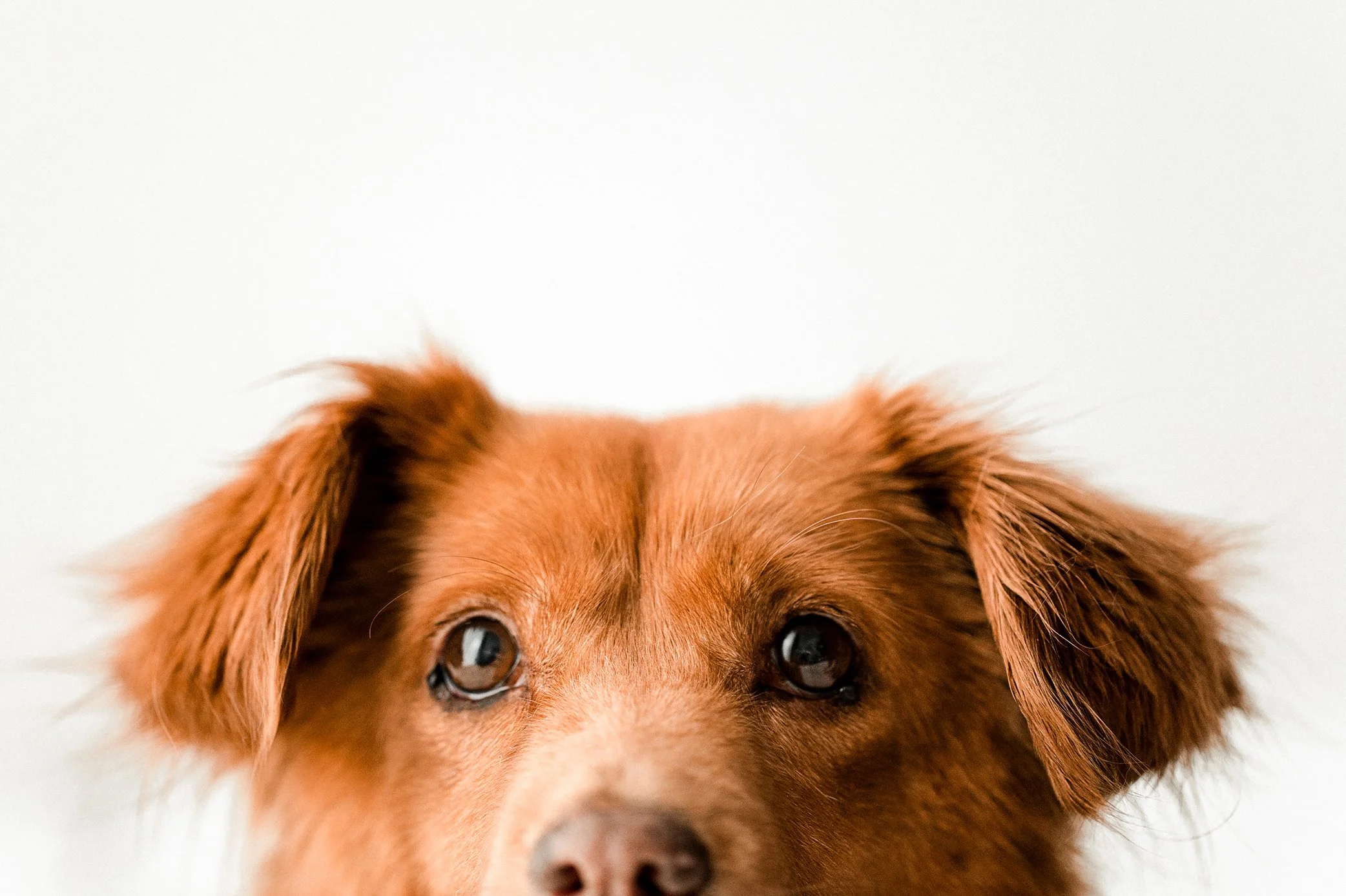 Butzy_WildheartsRescue10.jpg