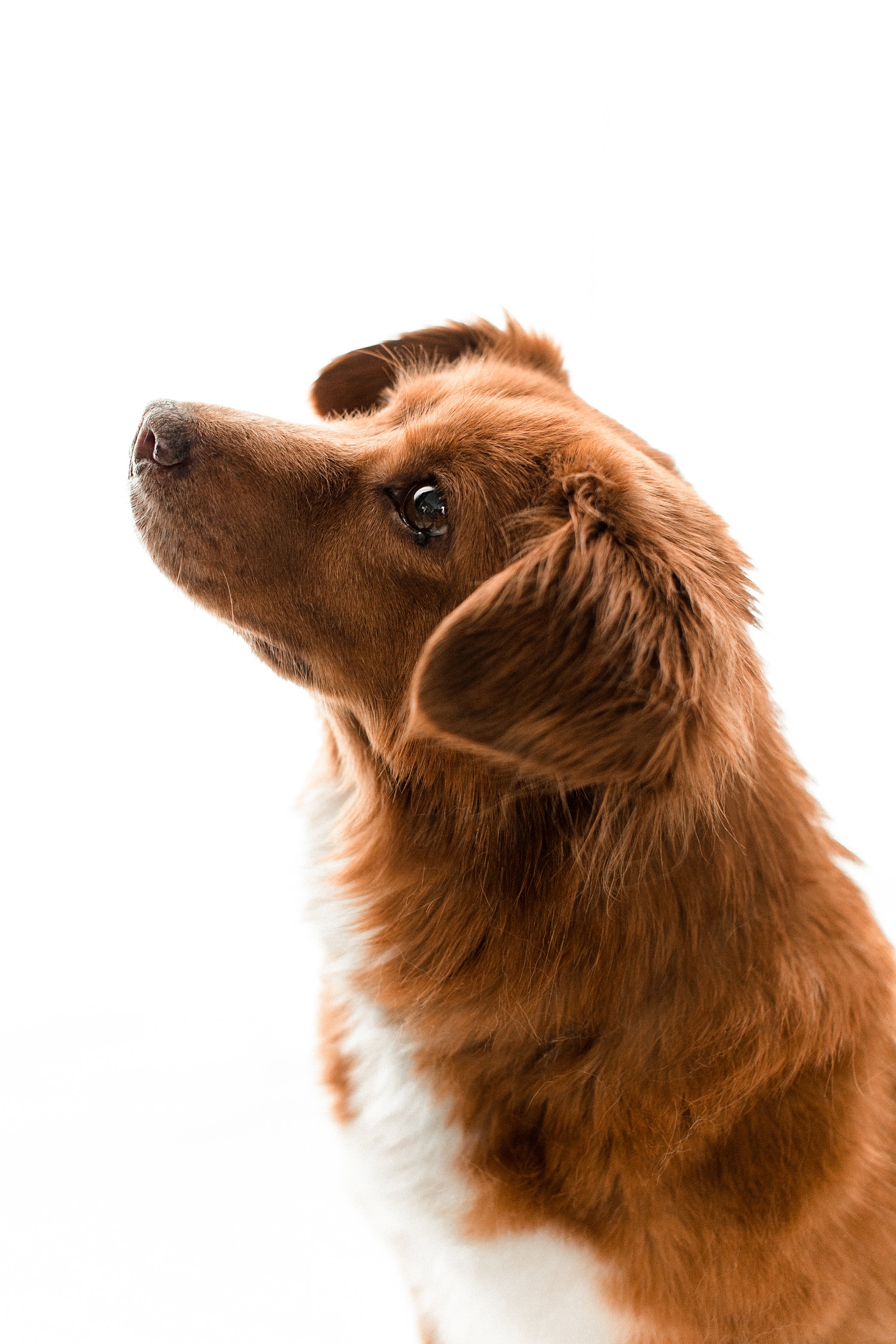 Butzy_WildheartsRescue09.jpg
