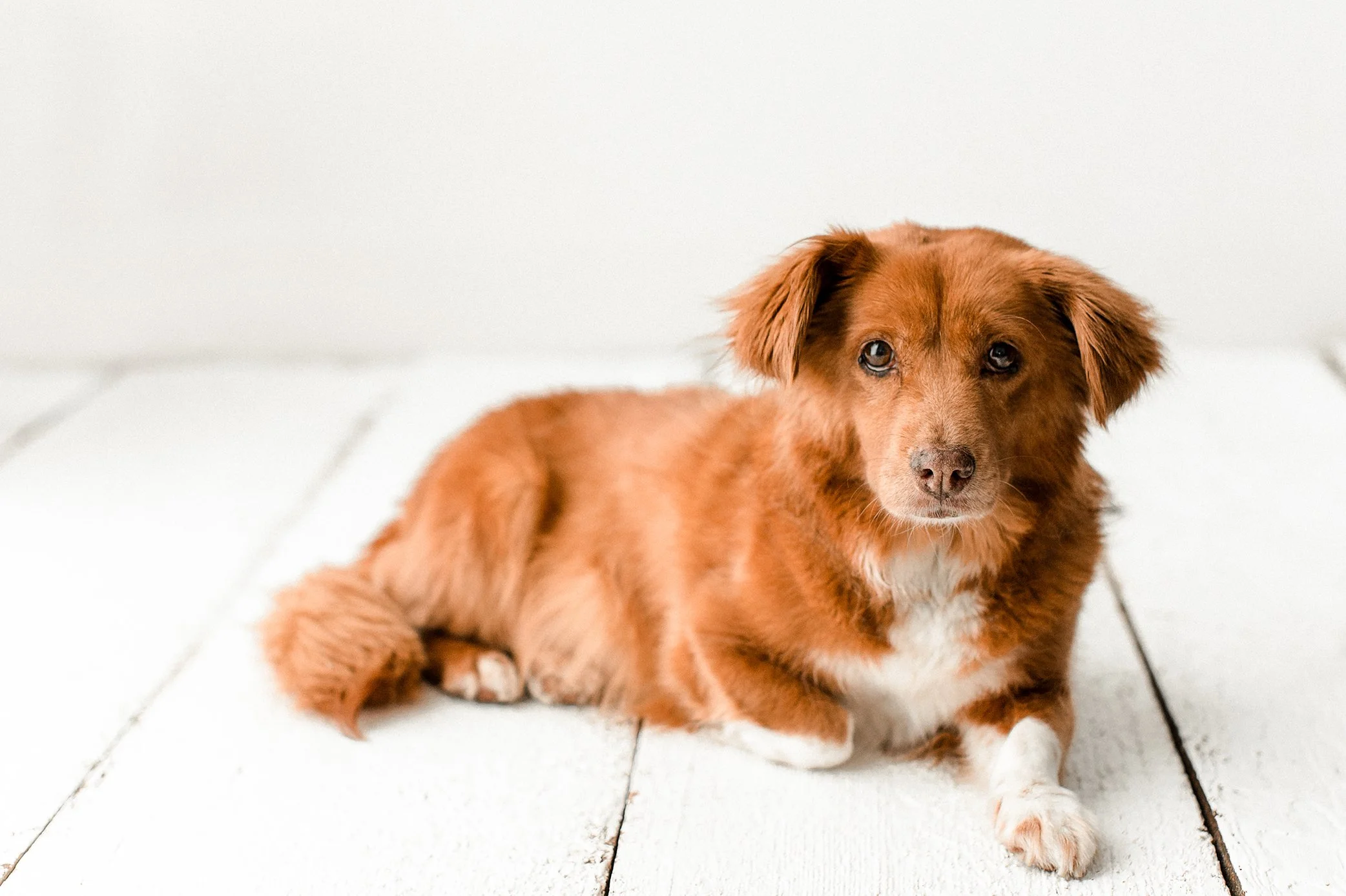 Butzy_WildheartsRescue12.jpg