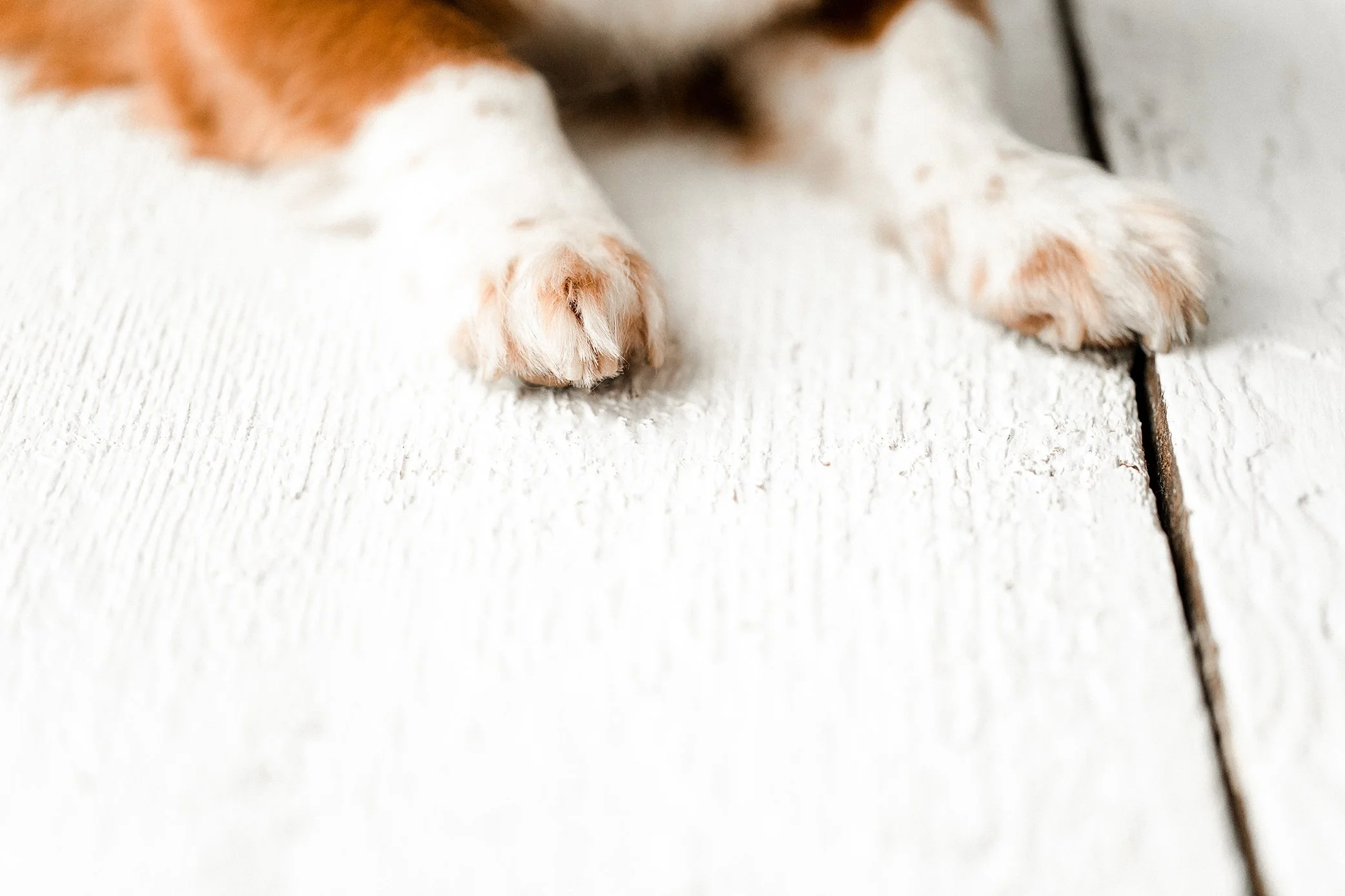 Butzy_WildheartsRescue11.jpg