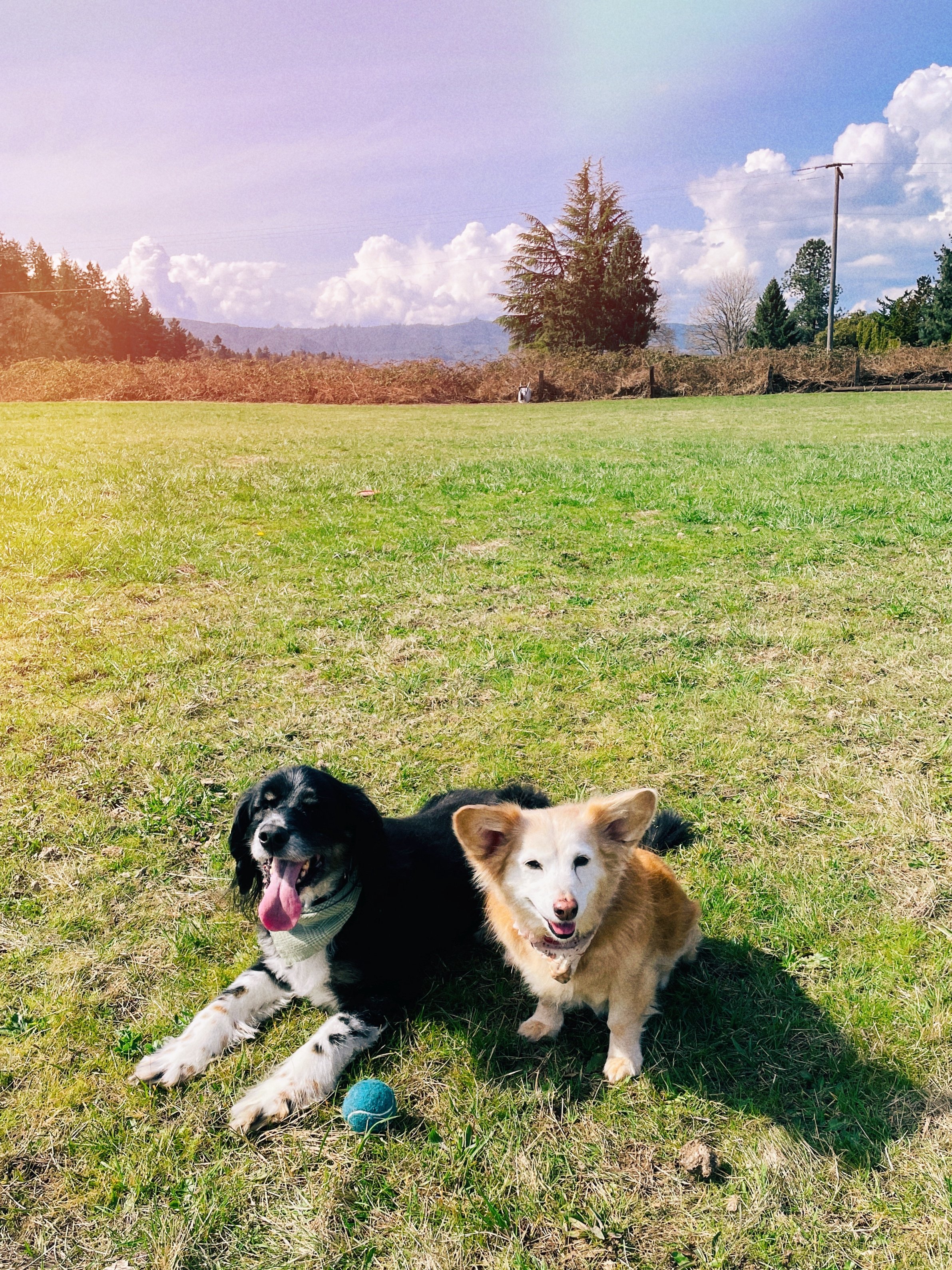 pups.JPG