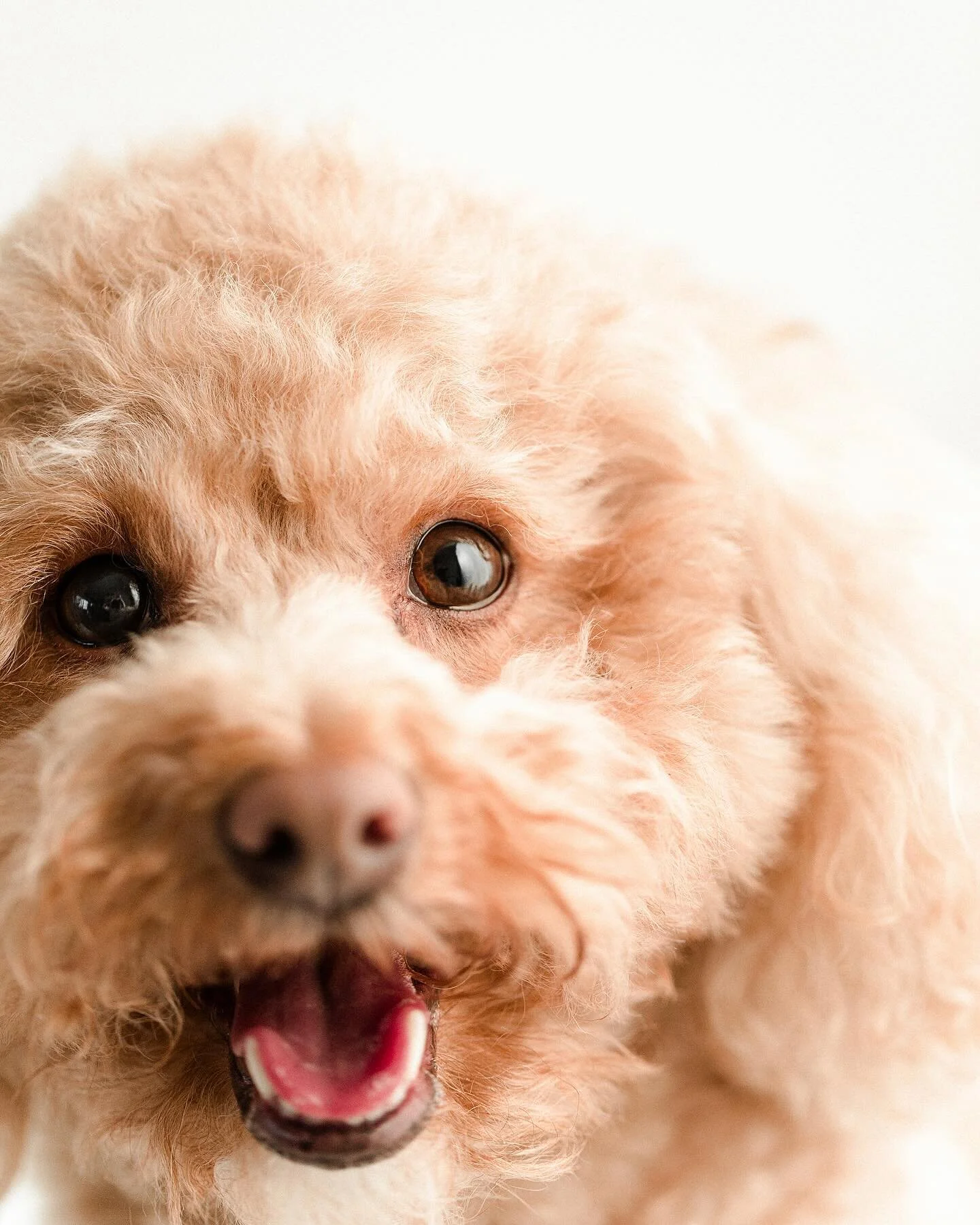 Teddy &amp; his one-of-a-kind smile. 😍
&bull;
&bull;
&bull;
#petphotography #pdxpetphotographer #pdxpetphotography #portlandpetphotography #portlandpetphotographer #pdxpets #portlandpets #pdxdogs #pdxcats #instapup #dogsofinstagram #catsofinstagram 