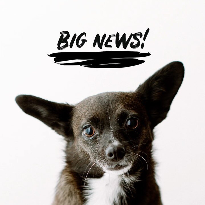 Wildhearts is back with some exciting news and changes! 💘

》This week South Korea&rsquo;s parliament passed a bill to ban the eating and selling of dog meat 🥳 which will end the controversial centuries-old practice amid growing support for animal w