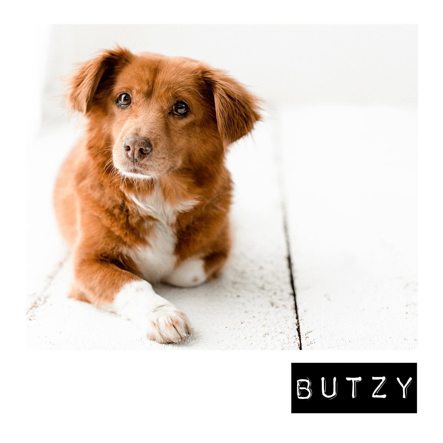 Butzy 🖤 ::ADOPTED::

Miss Boots found her forever family this week and is going home today! We are so excited for this charming short stack. 💘
&bull;
&bull;
&bull;
#thisiswhy #dogrescue #fosteringsaveslives #rescuedog #koreanrescuedog #pdxrescuedog