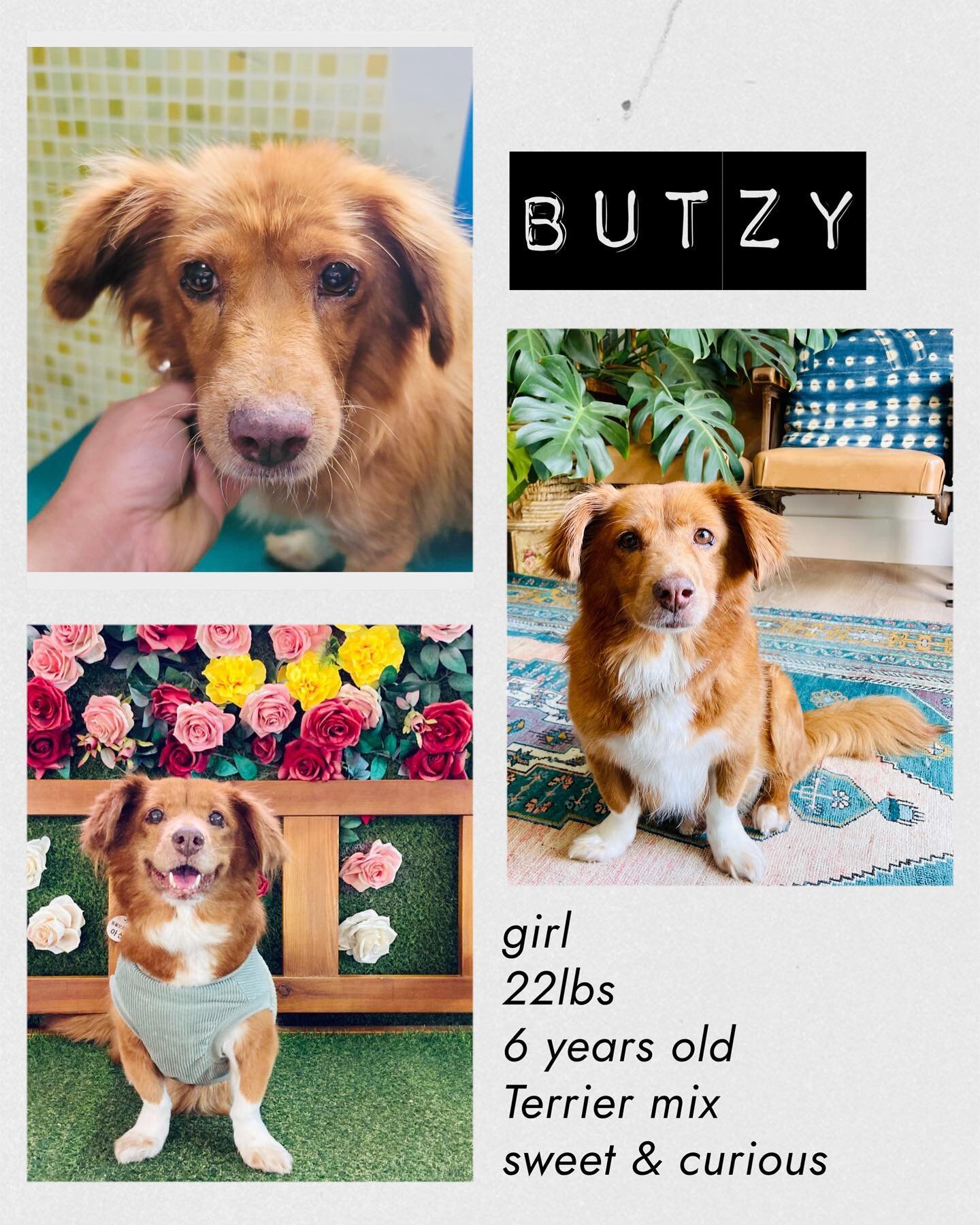 In August of 2021 Butzy (aka Boots) was found wandering the streets near Asan, South Korea all by herself. She had a collar on, but no tags, and was brought to the local high-kill pound where she was confined to a small cage for two months waiting fo