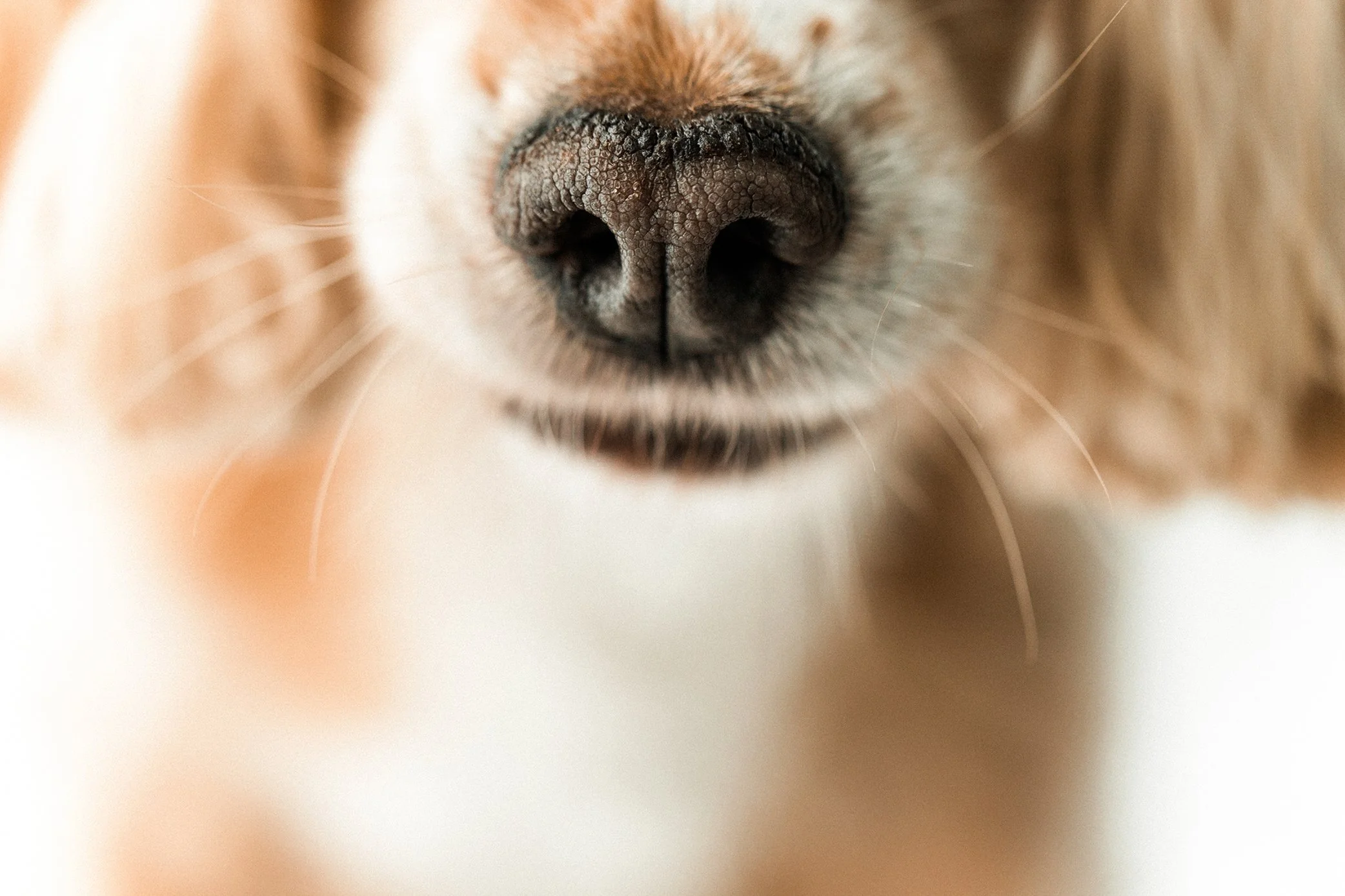 seattle pet photographer, seattle pet photography, seattle dog photographer, dog photography, studio dog photography, dog portraits