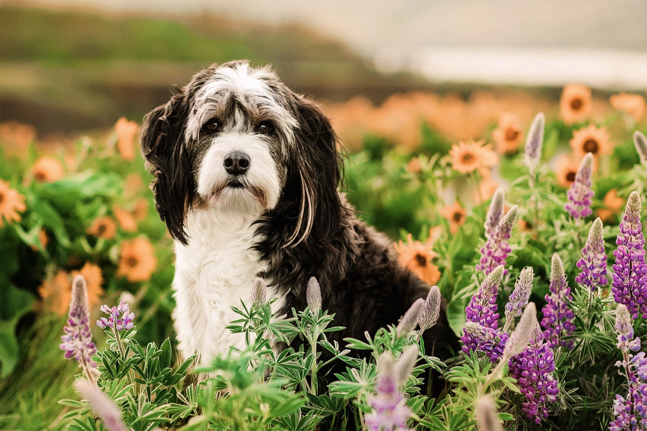 Outdoor Dog Photography Seattle, Washington