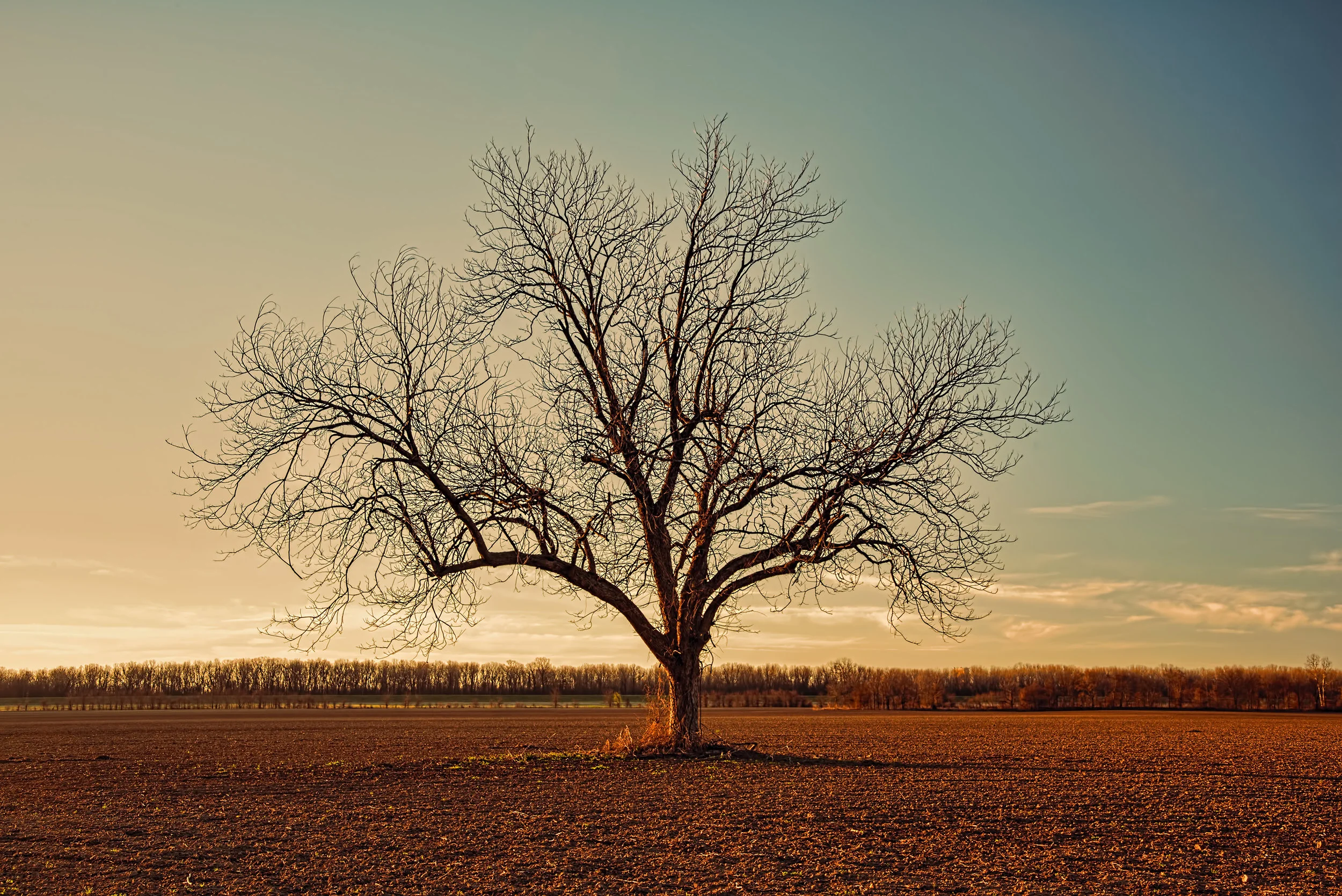 tree.jpg