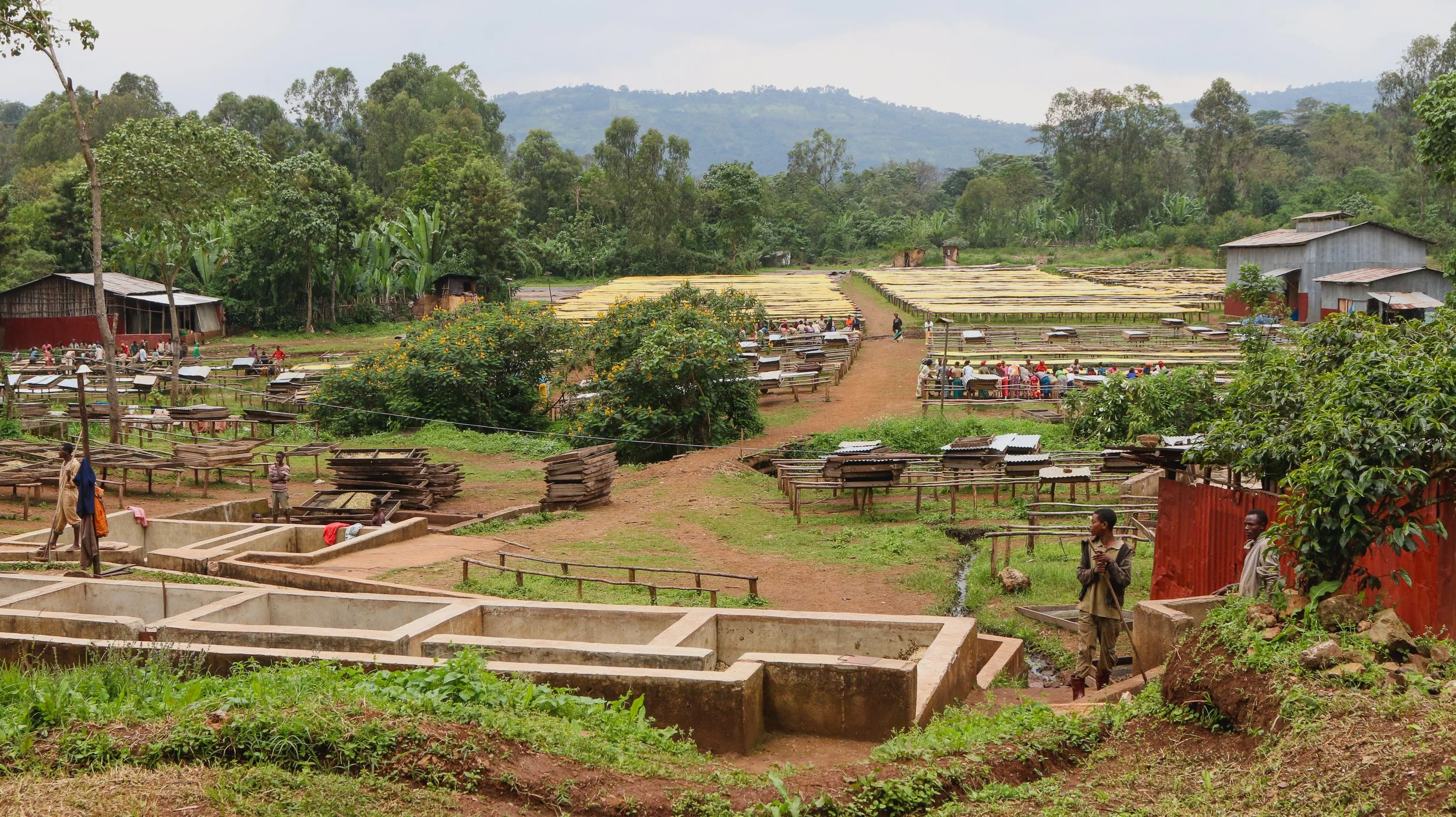 ethiopia yirgacheffe 3.jpg