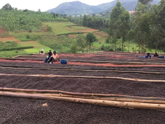 uganda gorilla summit 4.jpg