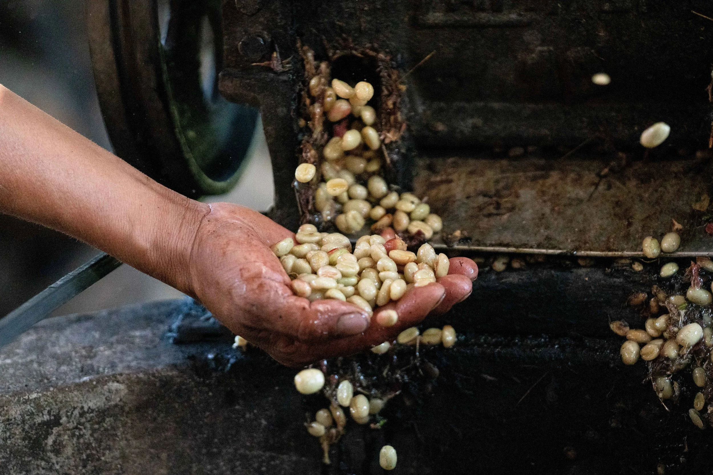 peru microlot 3.jpg