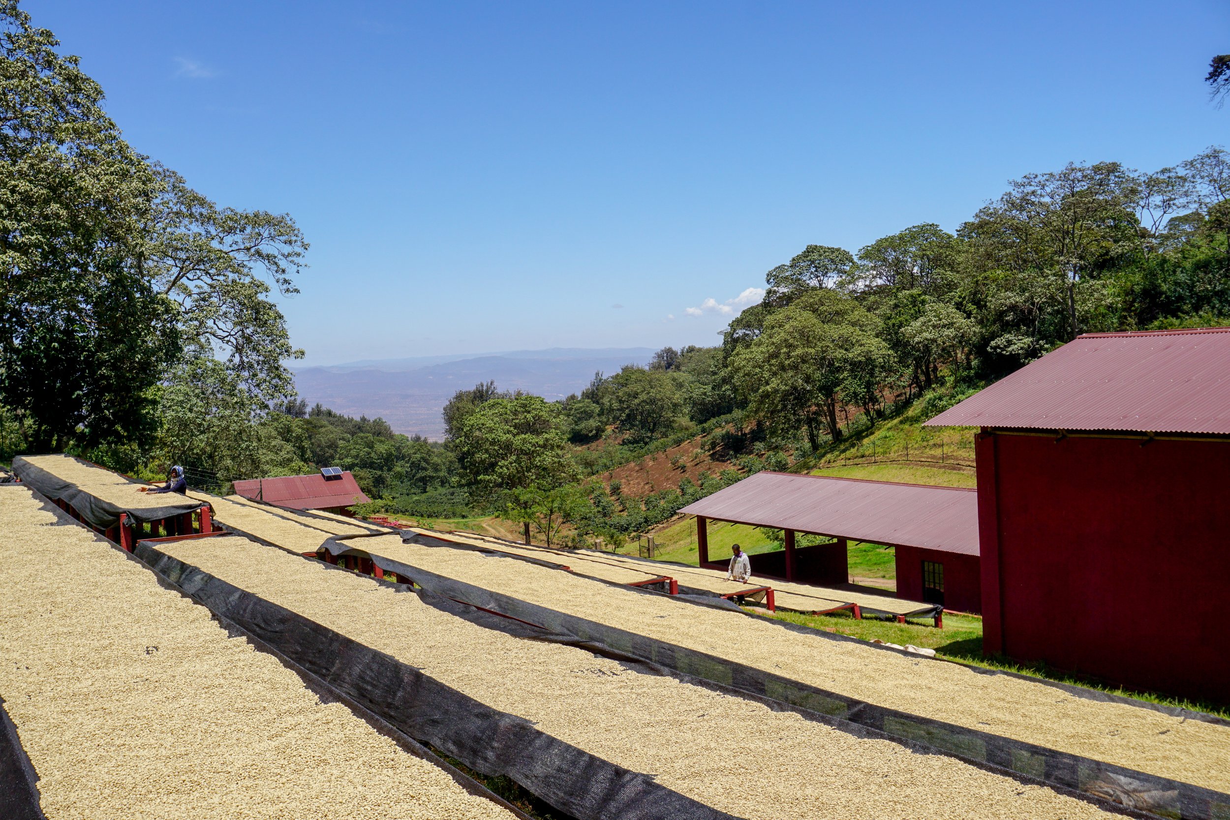 tanzania peaberry 3.jpg