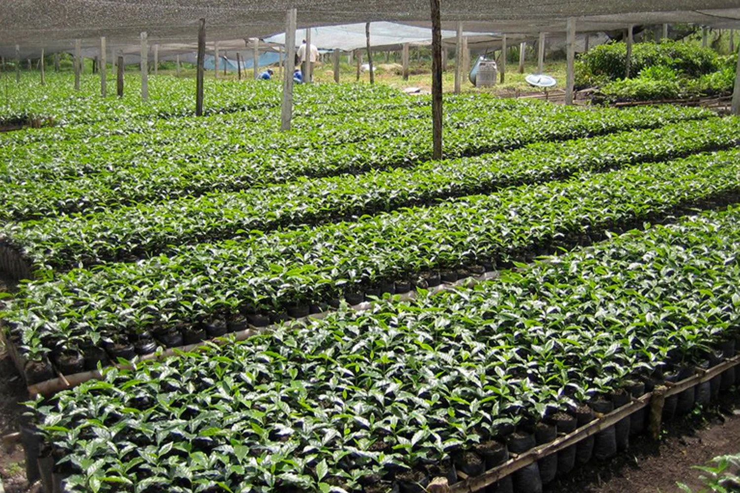 juniper colombia.jpg