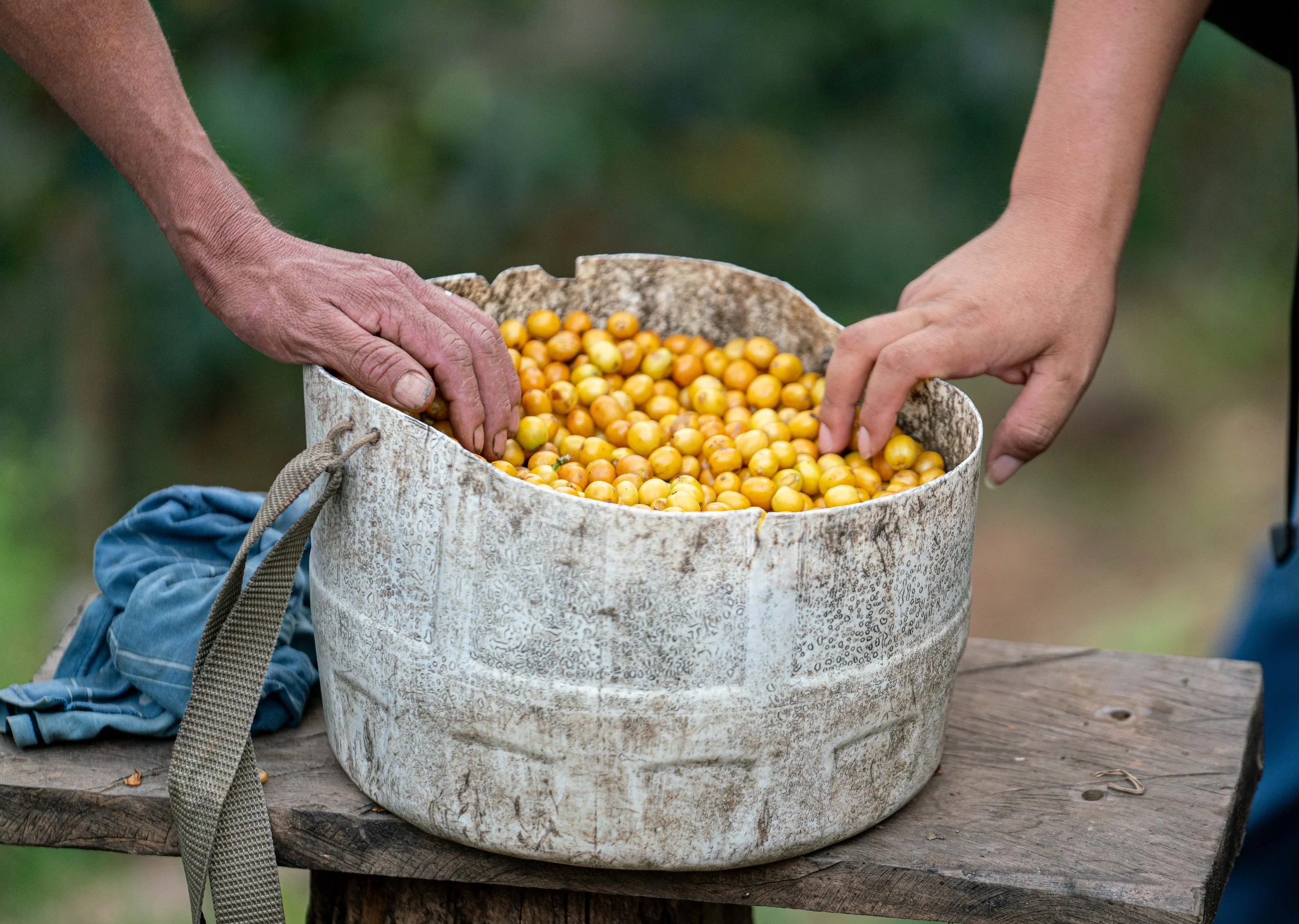 peru microlot 2.jpg