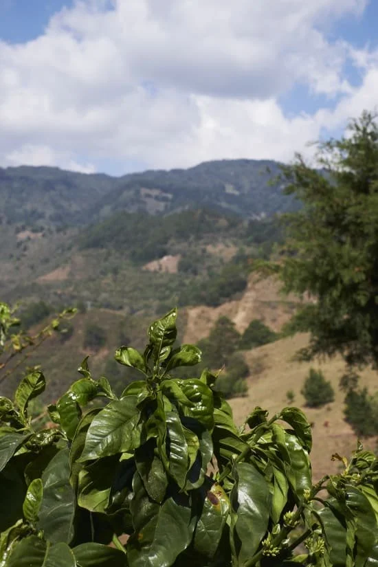 el salvador balam.jpg