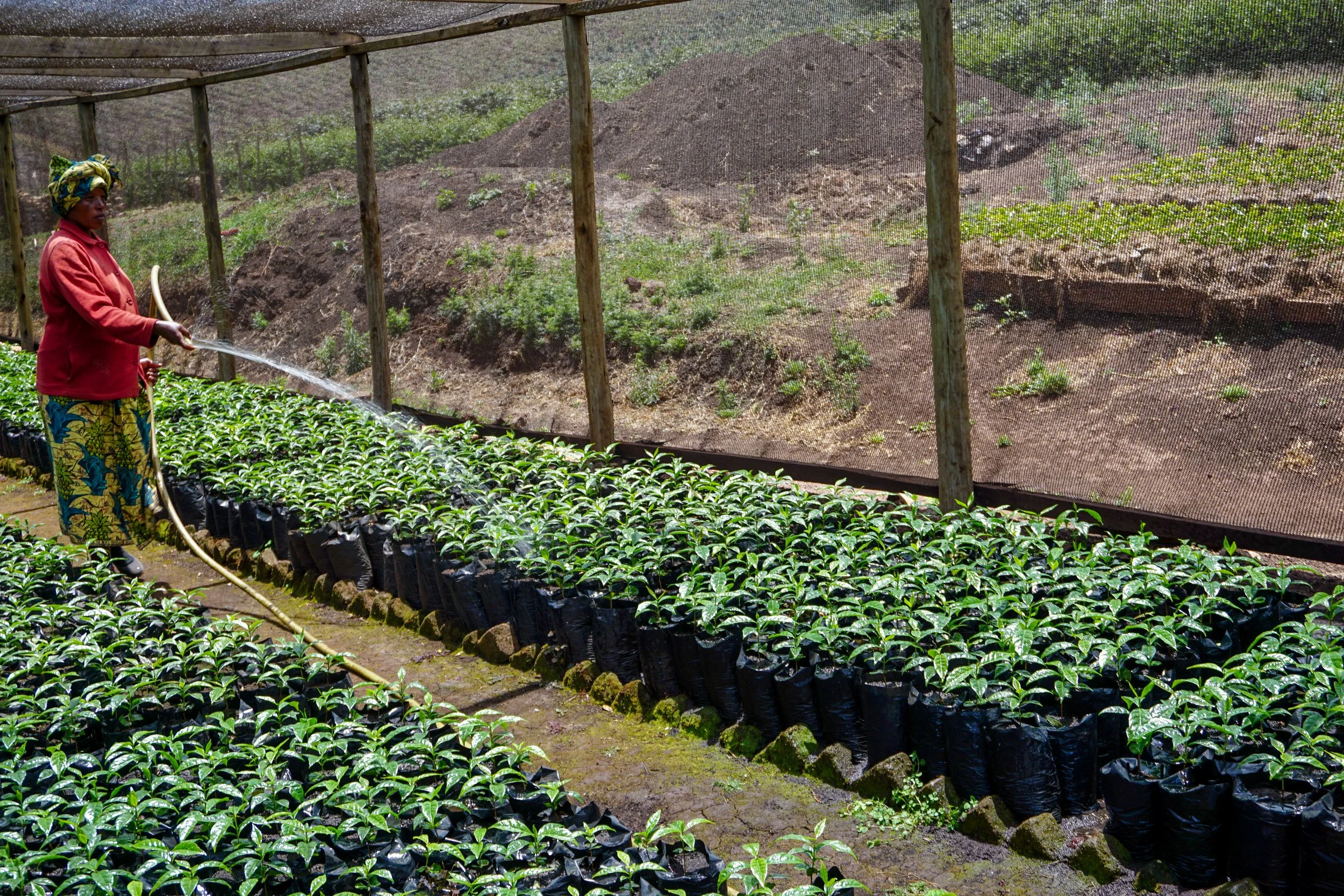 tanzania peaberry 2.jpg