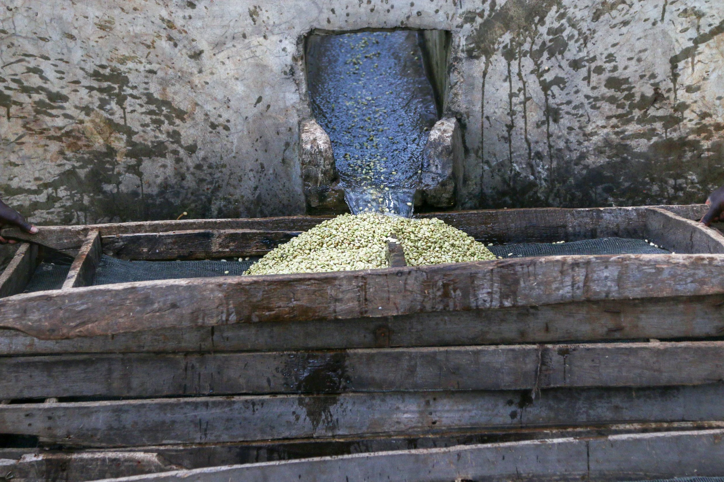 ethiopia yirgacheffe 4.jpg