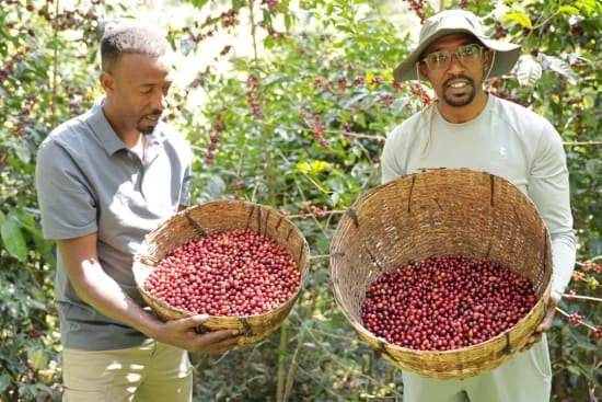 Ethiopia GUJI_Kayon_Mountain-2.jpg