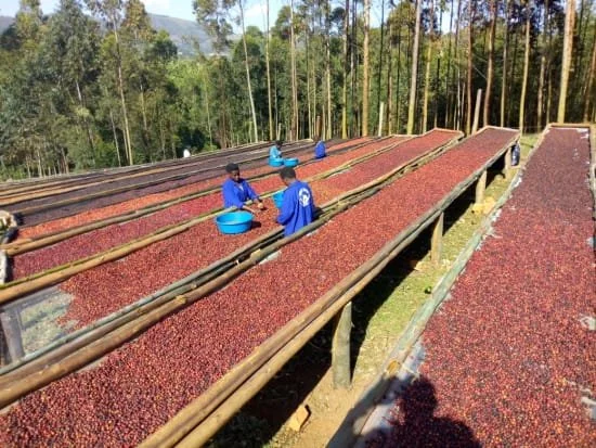 uganda gorilla summit 1.jpg