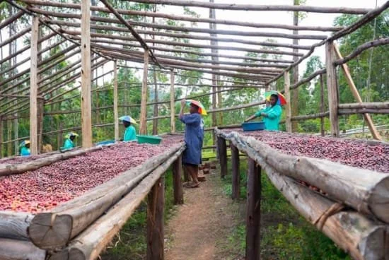 uganda gorilla summit 2.jpg