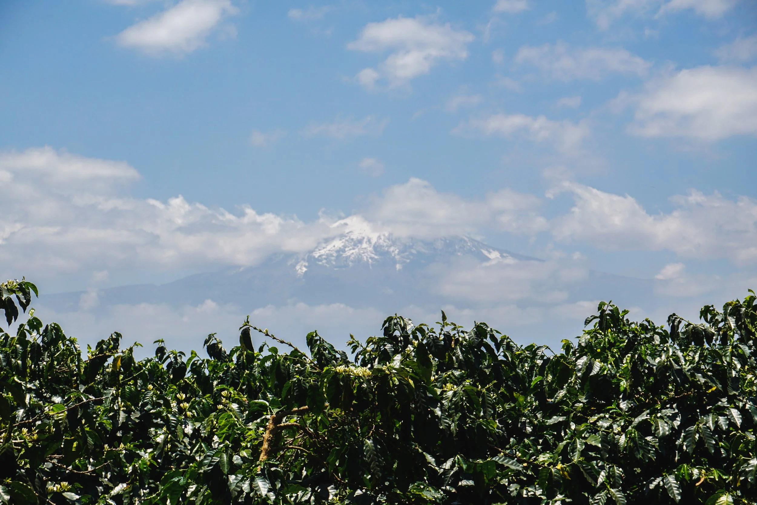 tanzania peaberry 4.jpg