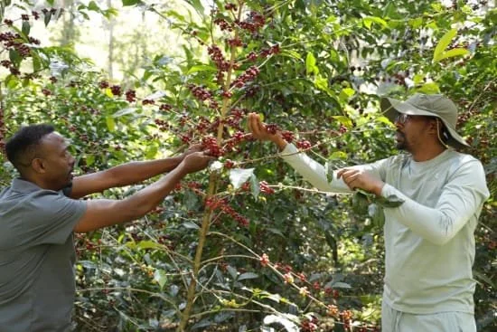 Ethiopia GUJI_Kayon_Mountain-3.jpg