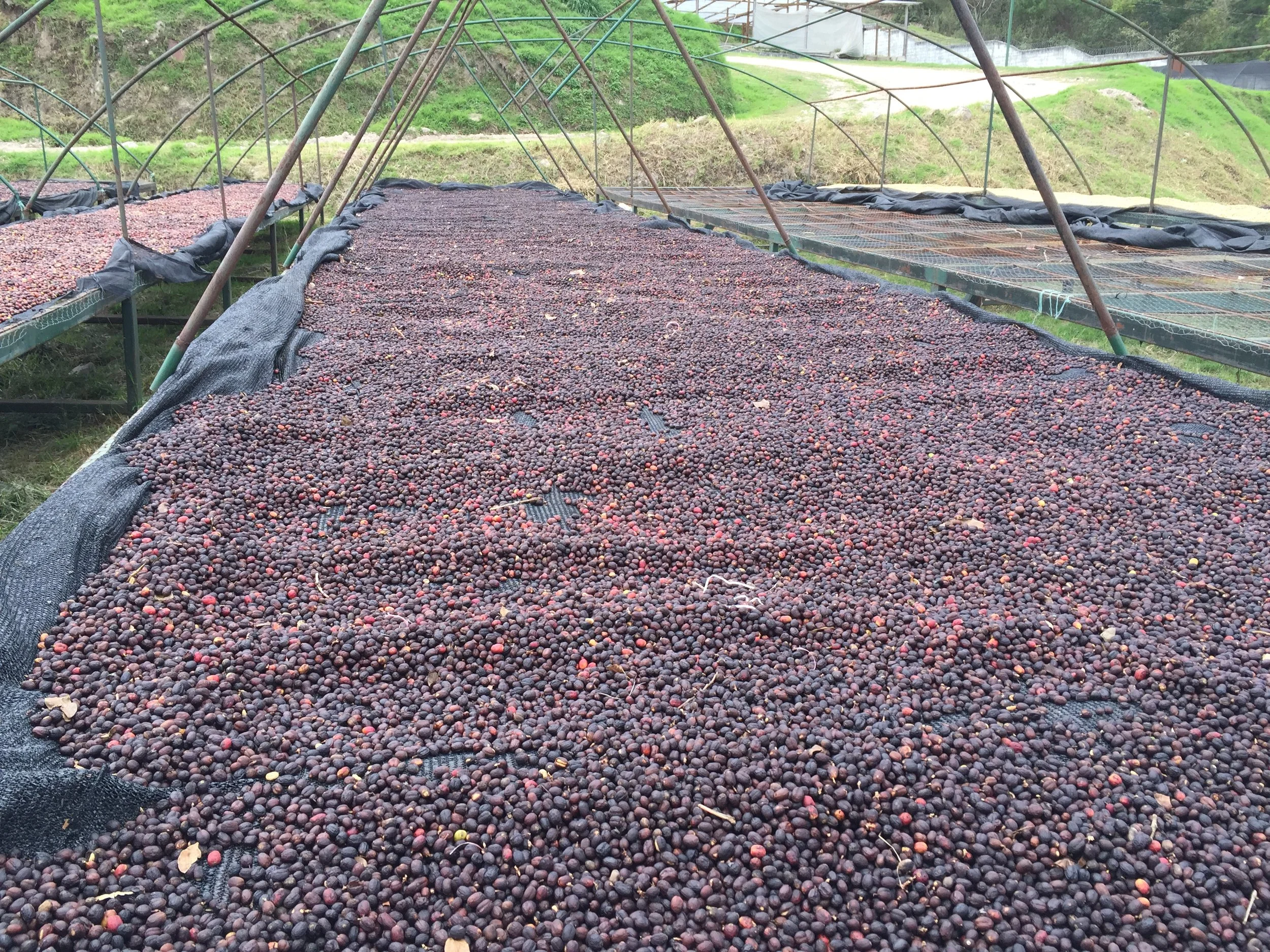 honduras marcala COMSA 2.jpg