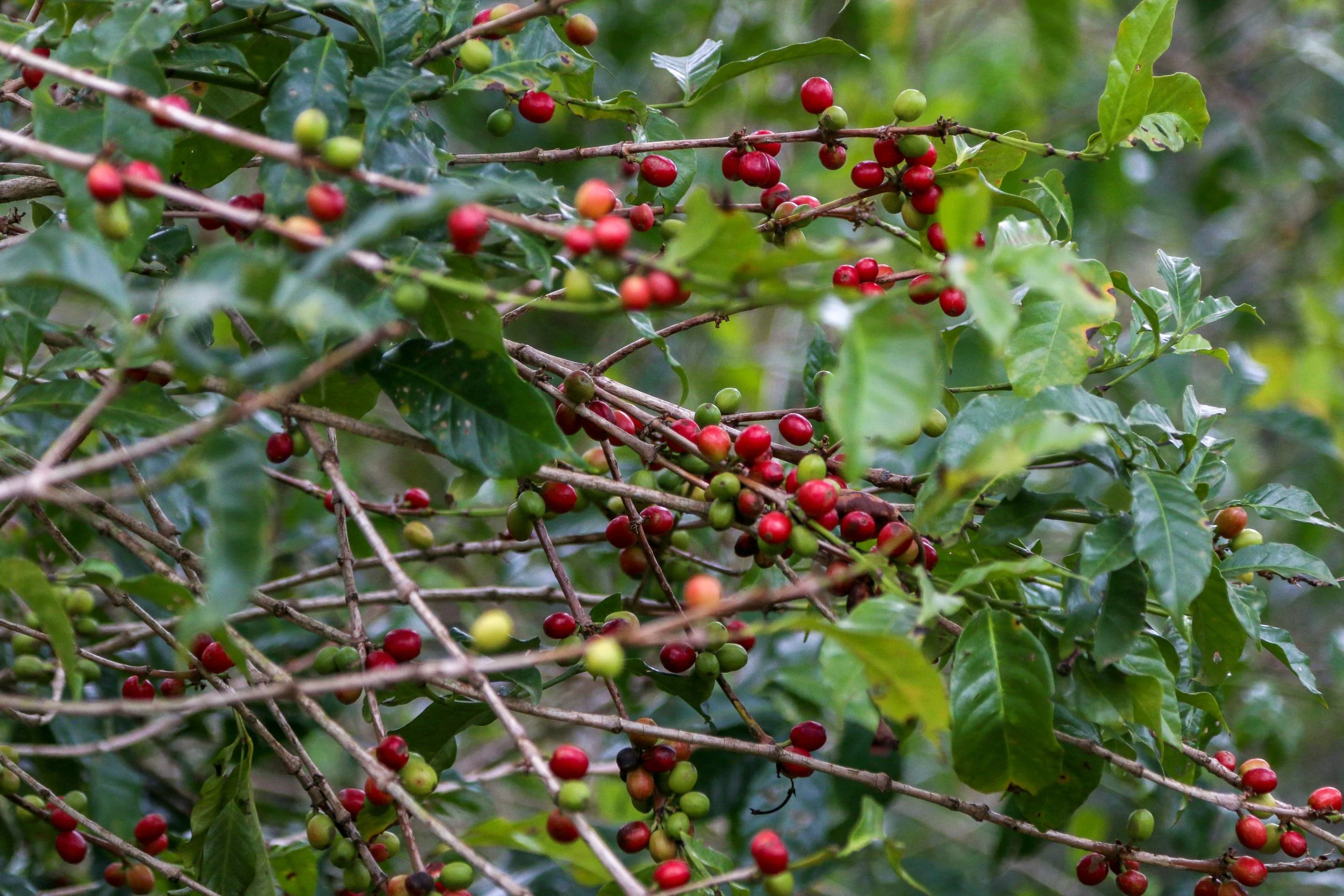 ethiopia yirgacheffe 2.jpg