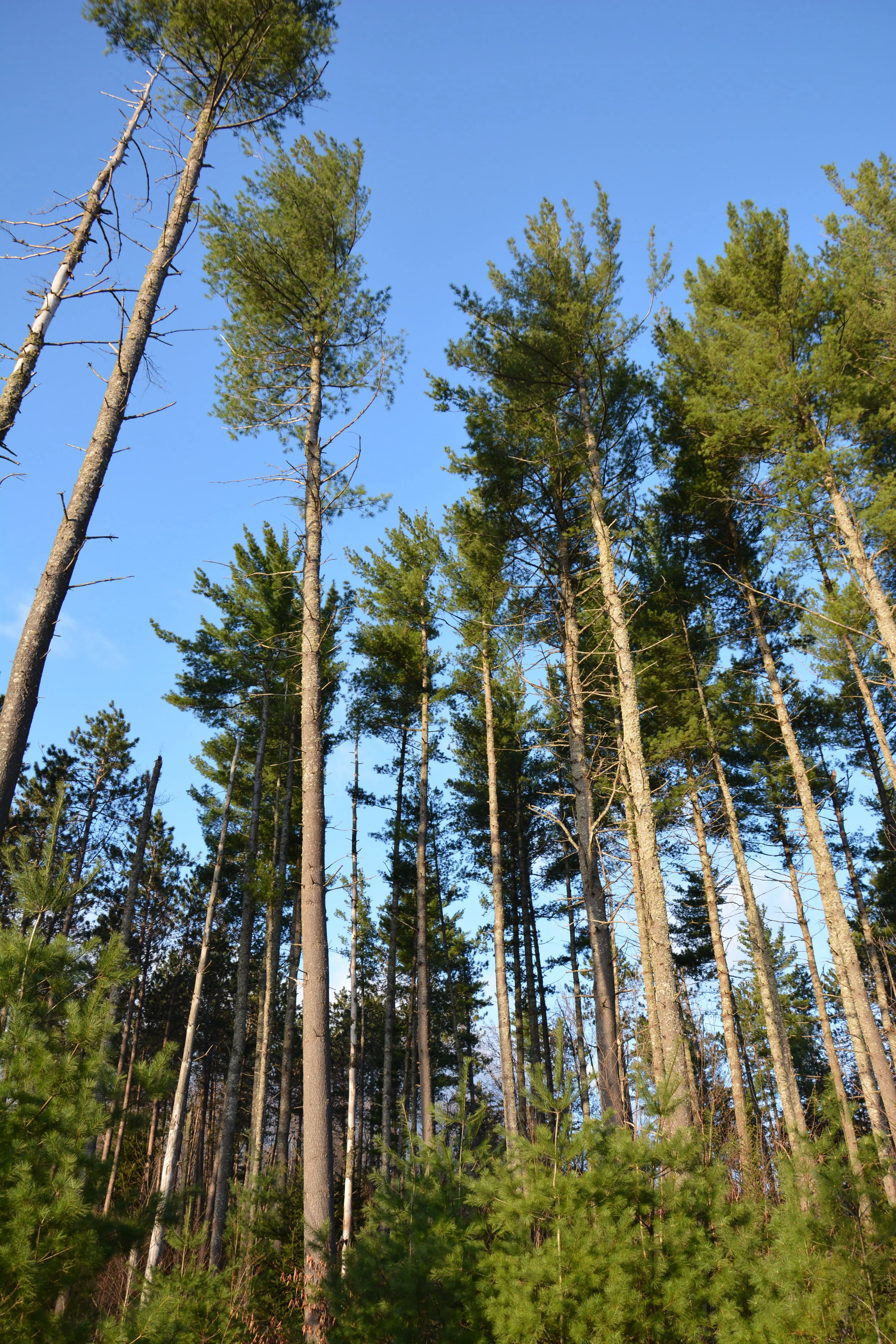 DSC_1247 2.jpg