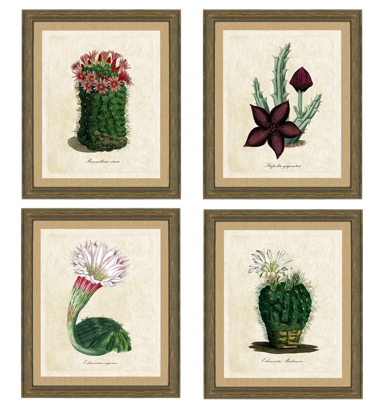 Framed Cacti 3.jpg