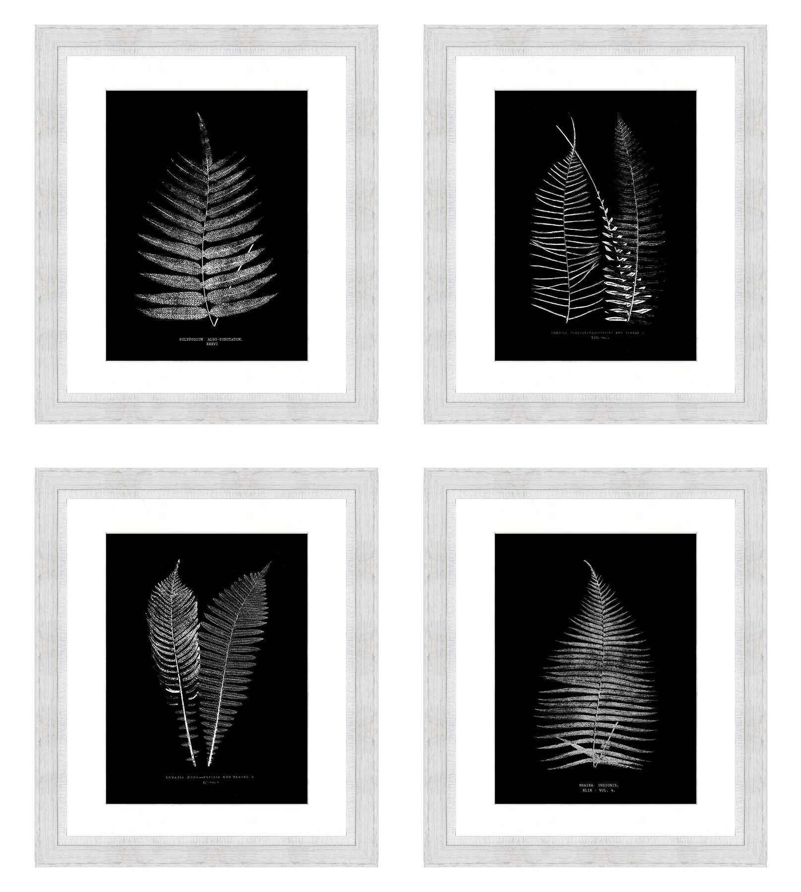 framed skeletal ferns.jpg