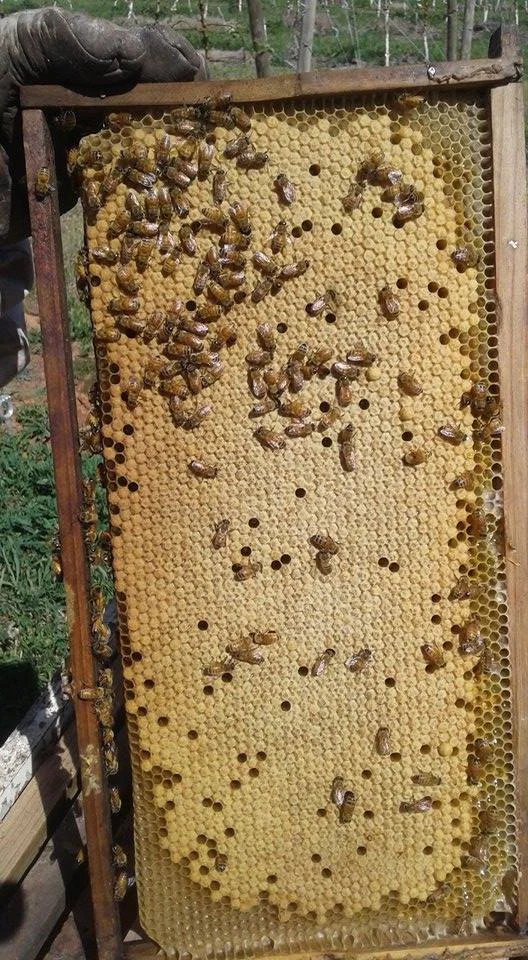 Busy Bees