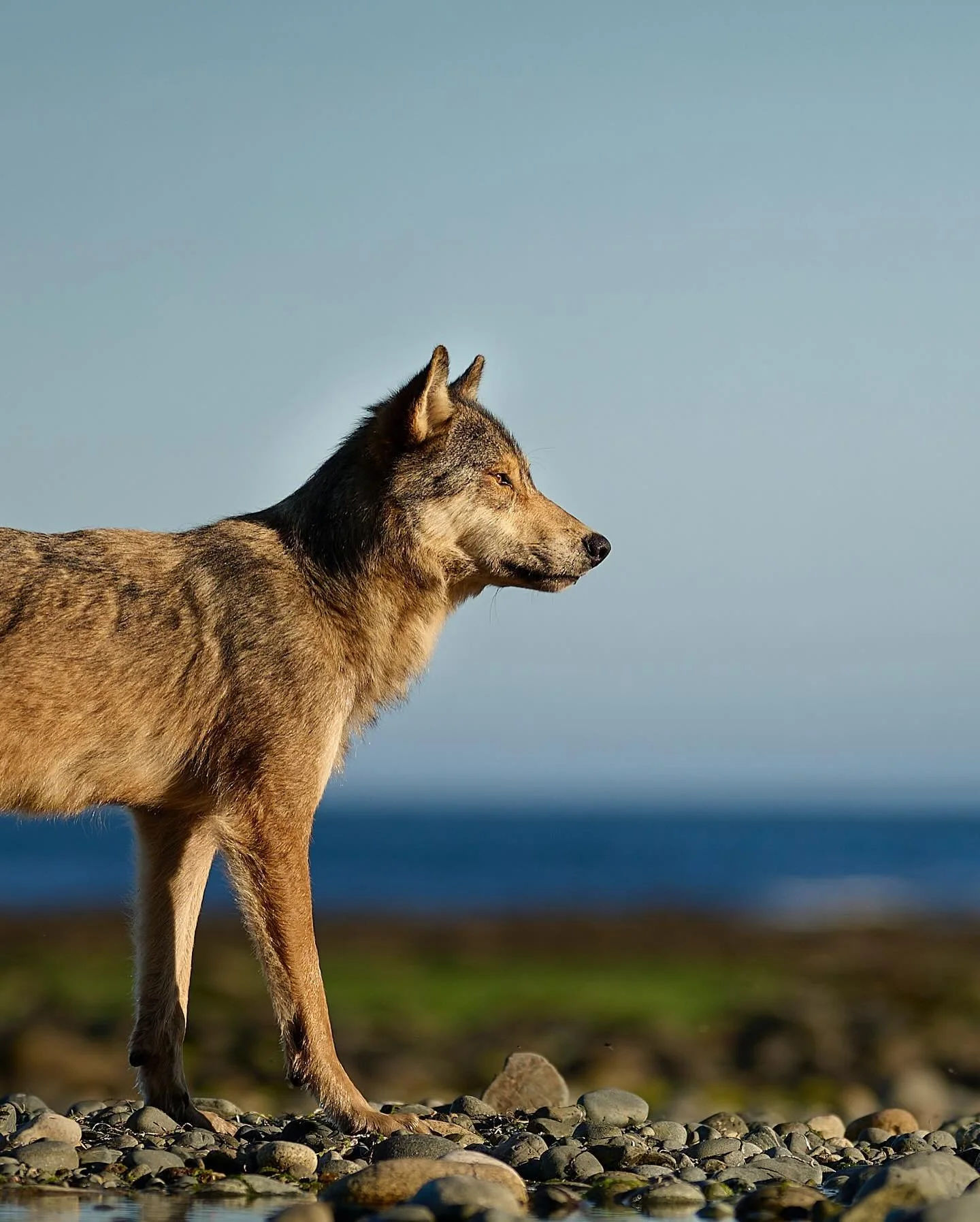 storm wolf workshop — Seaforth Expeditions