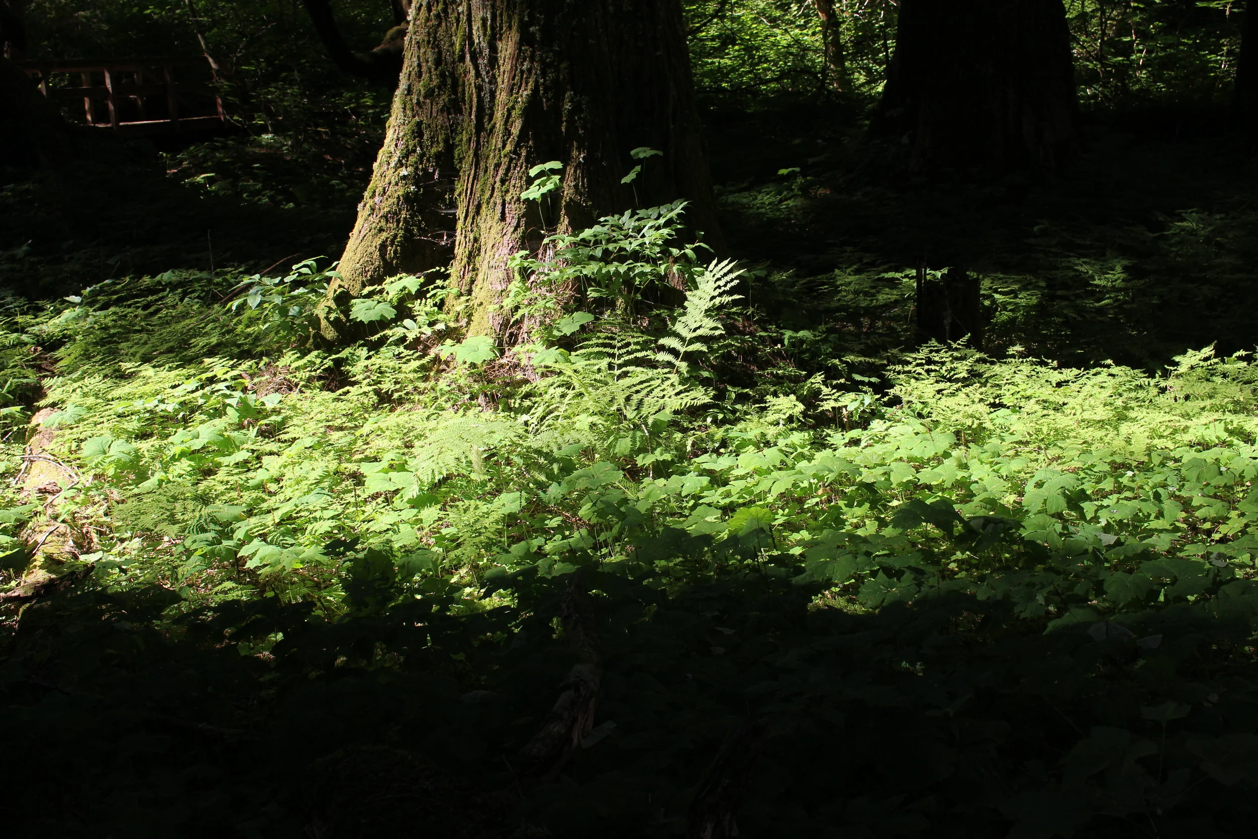 Mount Rainier National Park