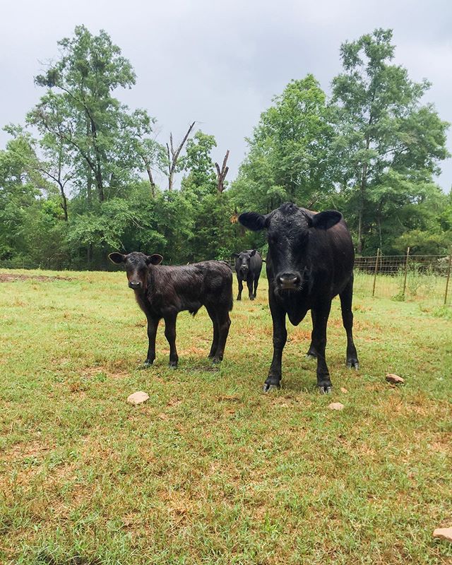What did the mama cow say to her calf? 
It&rsquo;s pasture bedtime. 
#ridgecreekfamilyfarm #RCF #farmlife #farmliving #farmtotable #eatrealfood #buylocal #countryliving #farmfresheggs #chickens #pigs #cows #cattle #livestock #beef #pork #chicken #cow