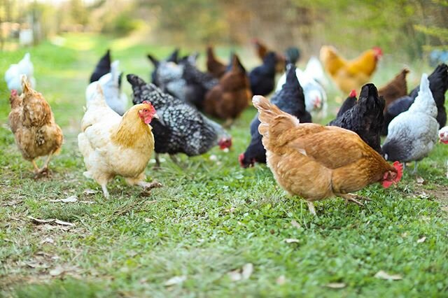 It&rsquo;s National Poultry Day! 🐓

From backyard producers like myself to commercial farms we all play a vital role to keep you fed and keep our economy strong. 🐔

Currently we are sold out for April 25th meat chickens. 🐥

We are taking orders fo