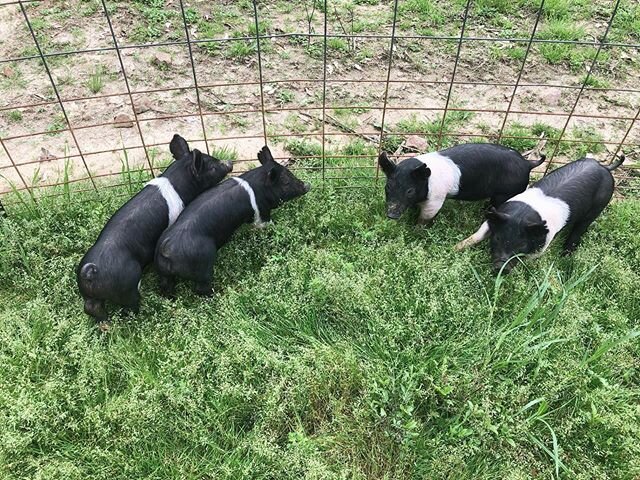 The Oreo family arrived at the farm yesterday! Meet Mega Stuff, Double Stuff, Regular Stuff, and Thin Stuff! 
#ridgecreekfamilyfarm #pork #beef #chicken #pastureraised #pastureraisedpork #pigs #cows #chickens #farmtotable #farmtofork #farmanimals #fa